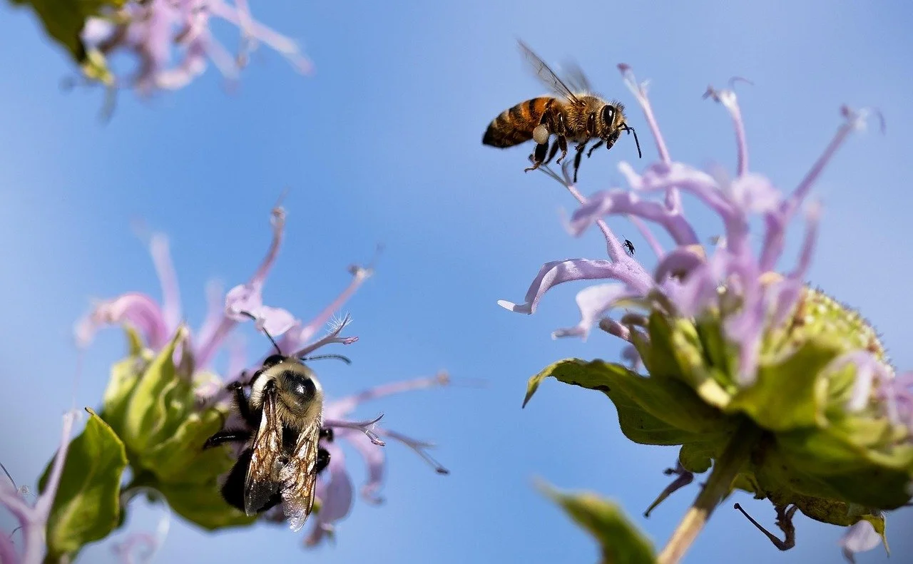 Australian Pollinator Week