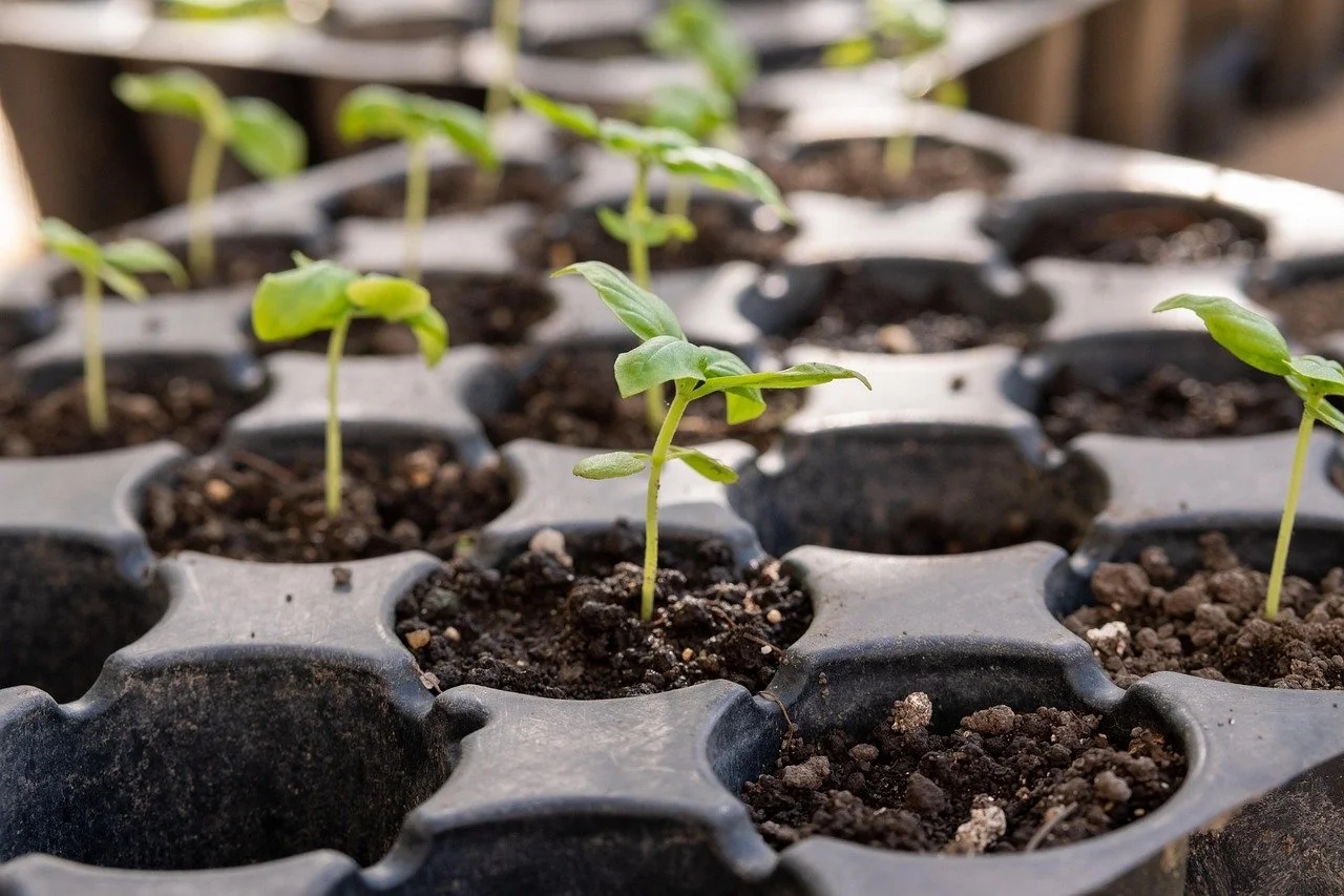Seedling Bank Program