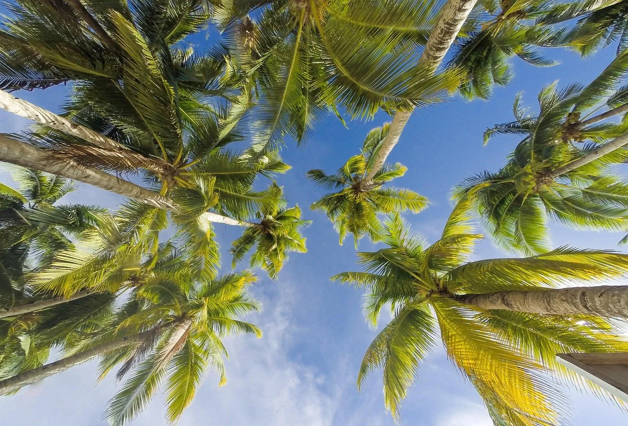 Tropical Tree Day