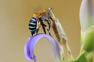 Voting is under way for the ABC Australian Insect of the Year 2025!

Last years winner was .....drum rolll.... The Blue Banded Bee!  Beetrix's family and friends were very honoured, and would love you to vote for your favourite little critter from th