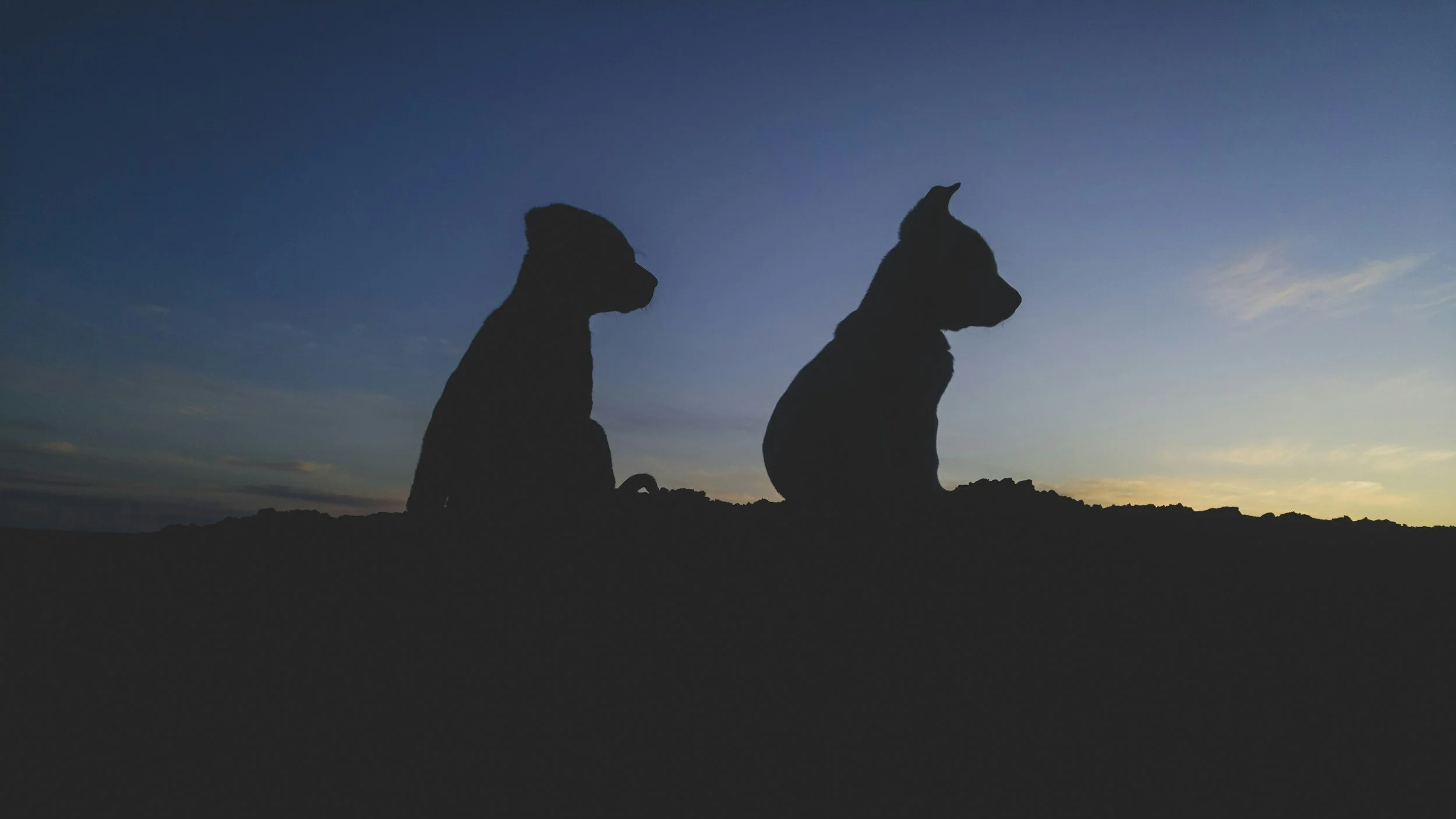 unsplash-image-OOn3HjfYu2w.jpg
