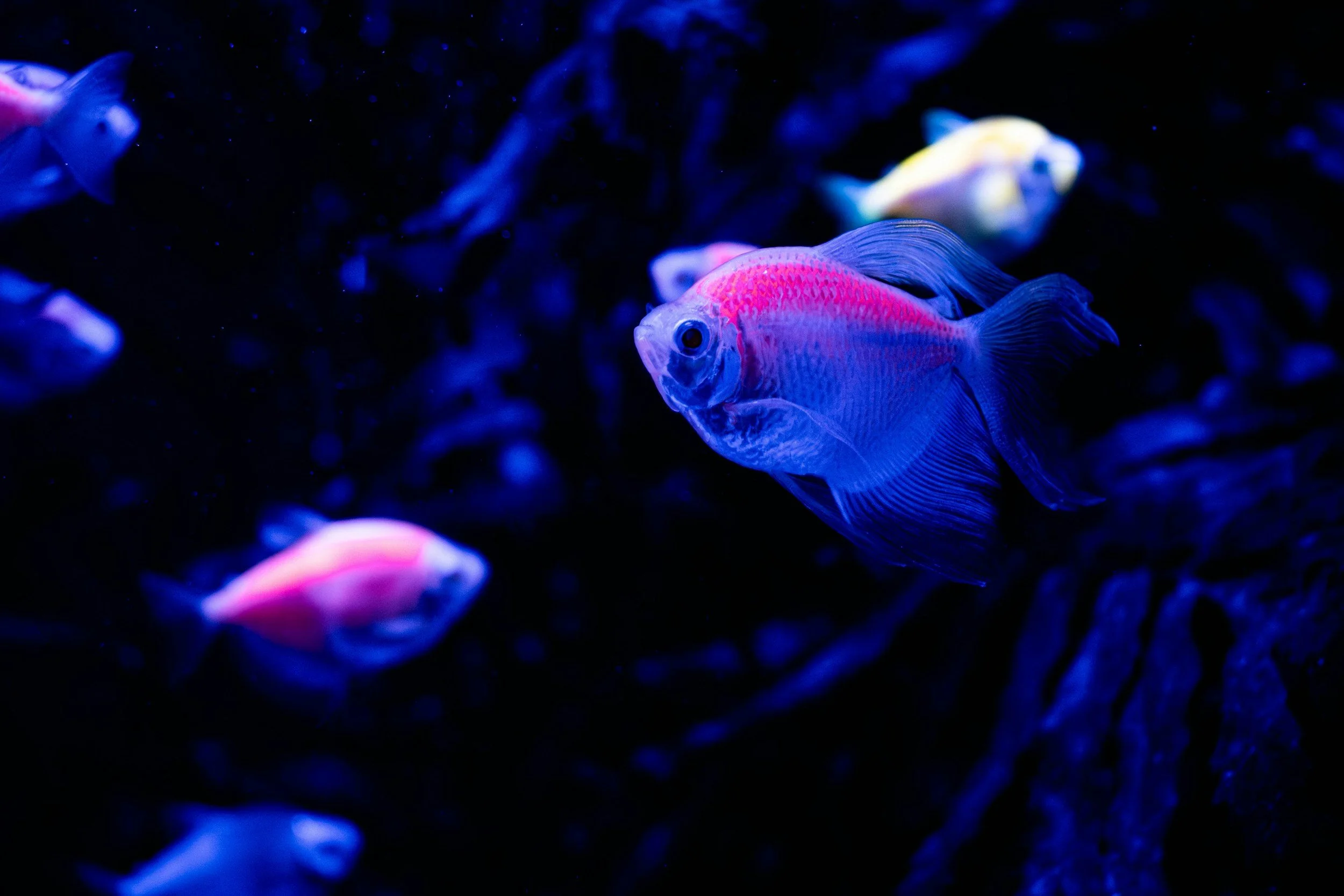unsplash-image-ffrJubKdhZg.jpg