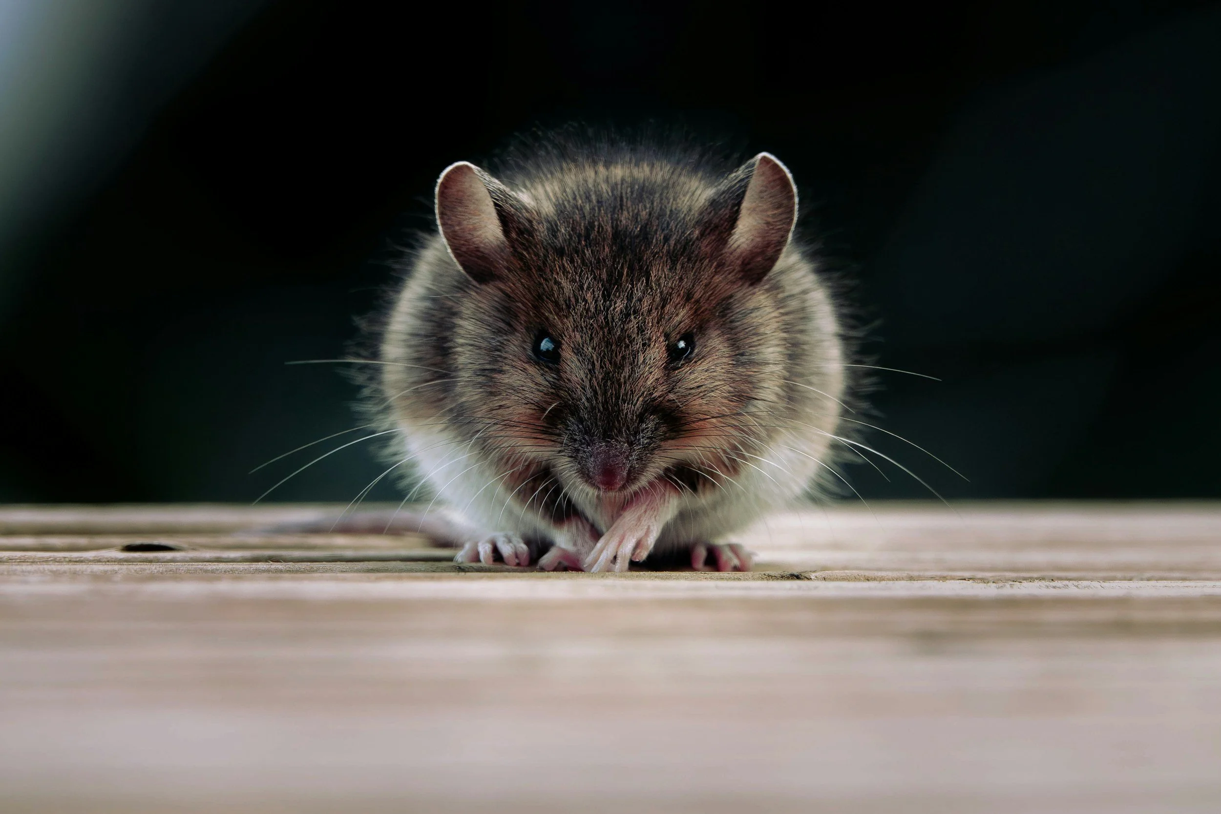 unsplash-image-HMGqOQcGKi4.jpg