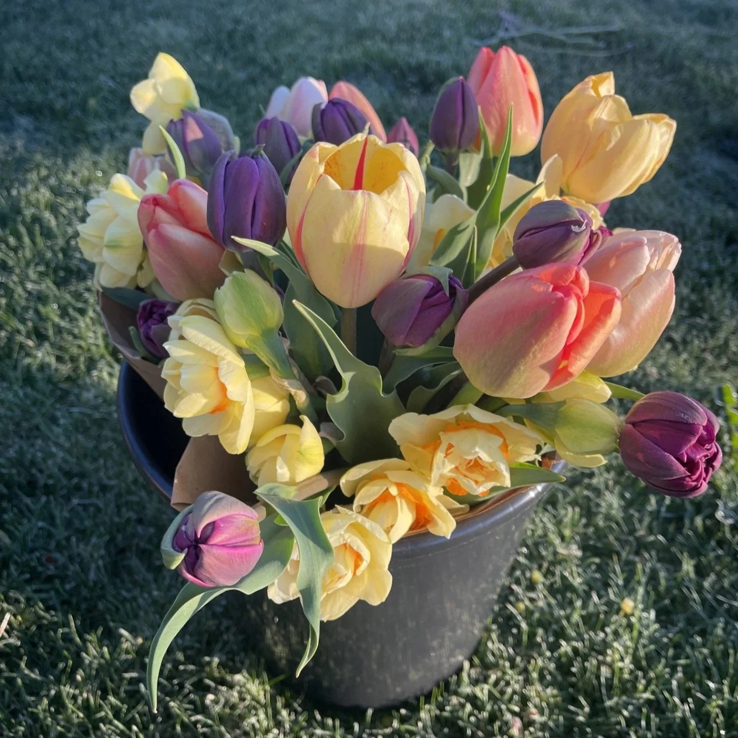 tulip+bucket.jpg