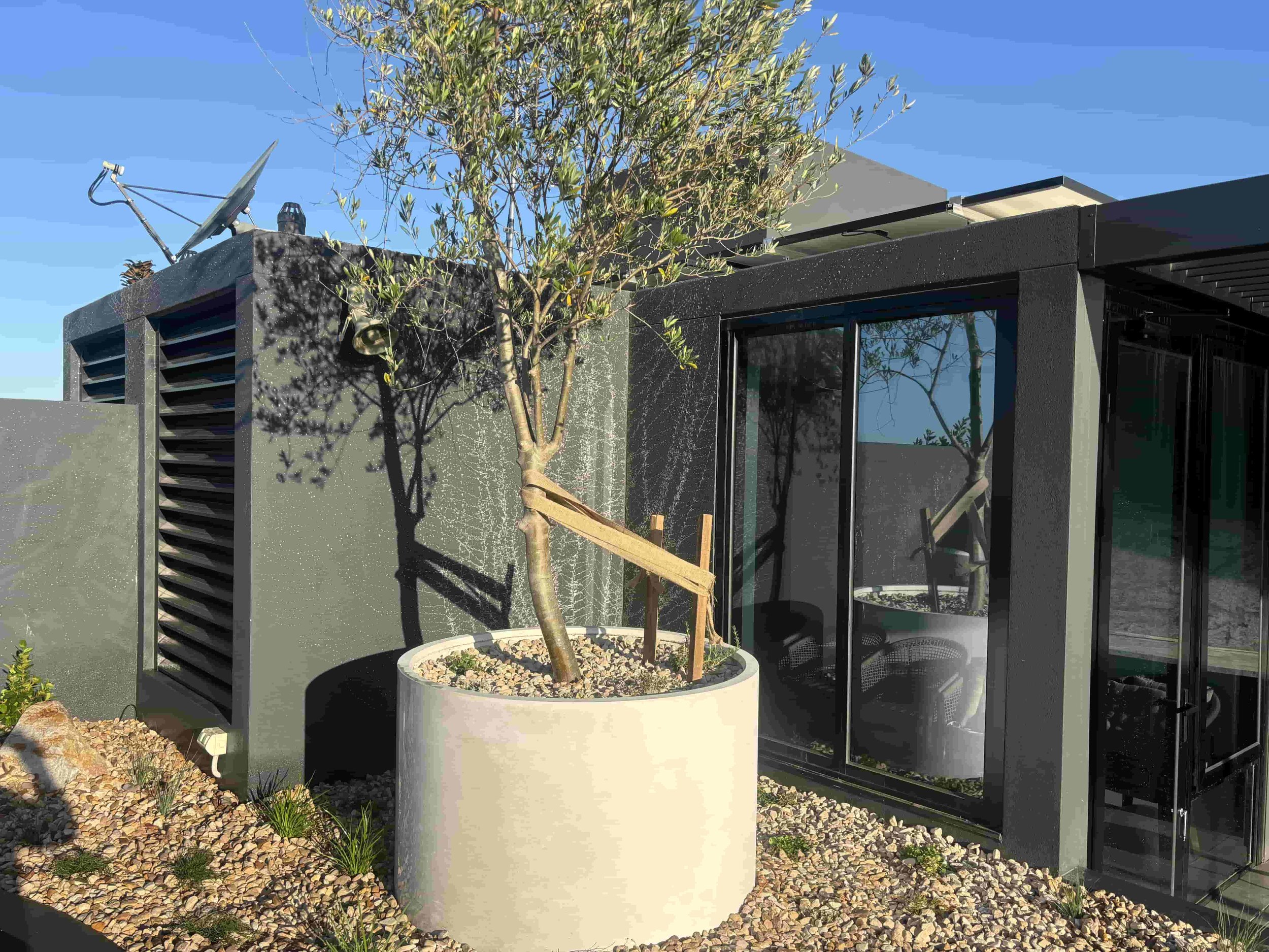 ex ground olive tree in concrete culvert, landscape architecture and design