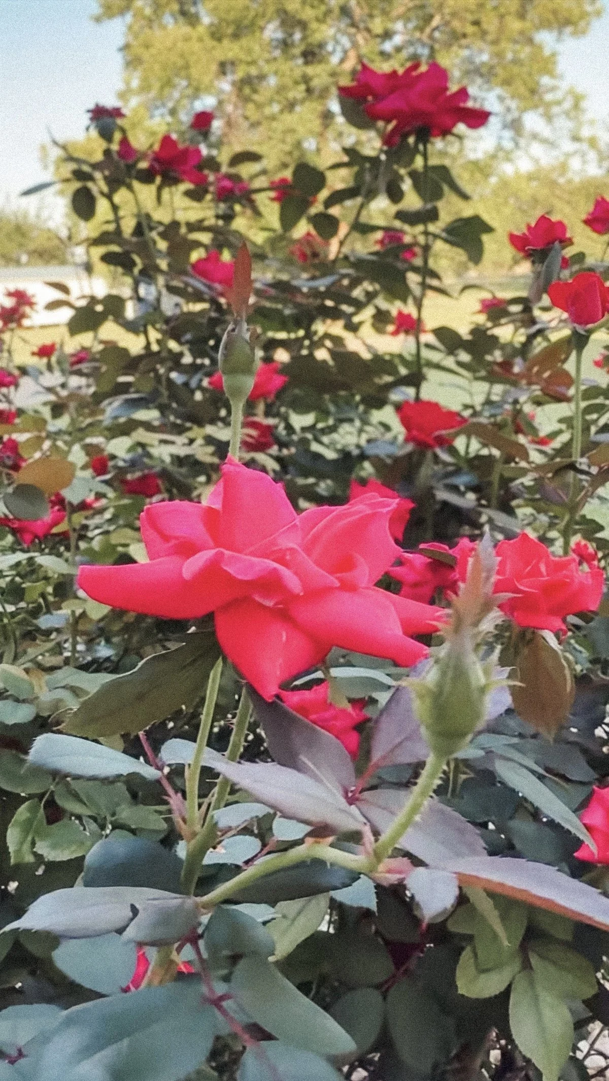 Life, Noticed: The Thing About Roses