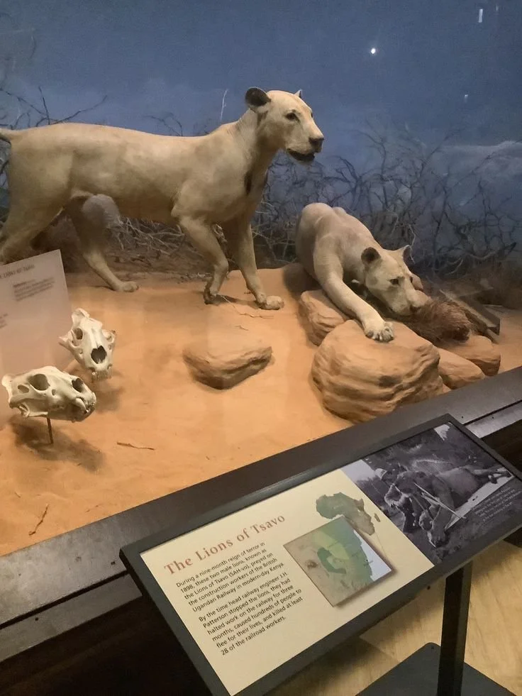 The Tsavo Man-Eaters