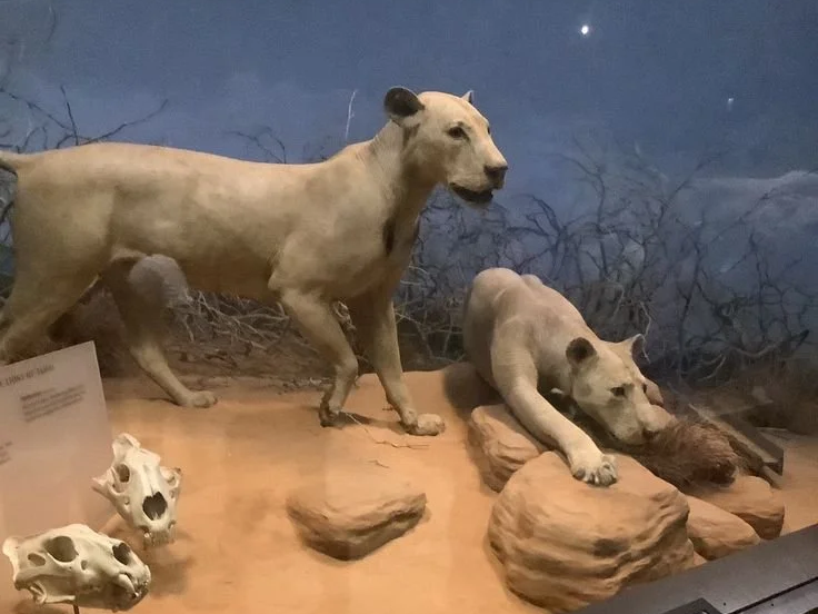 The Tsavo Man-Eaters