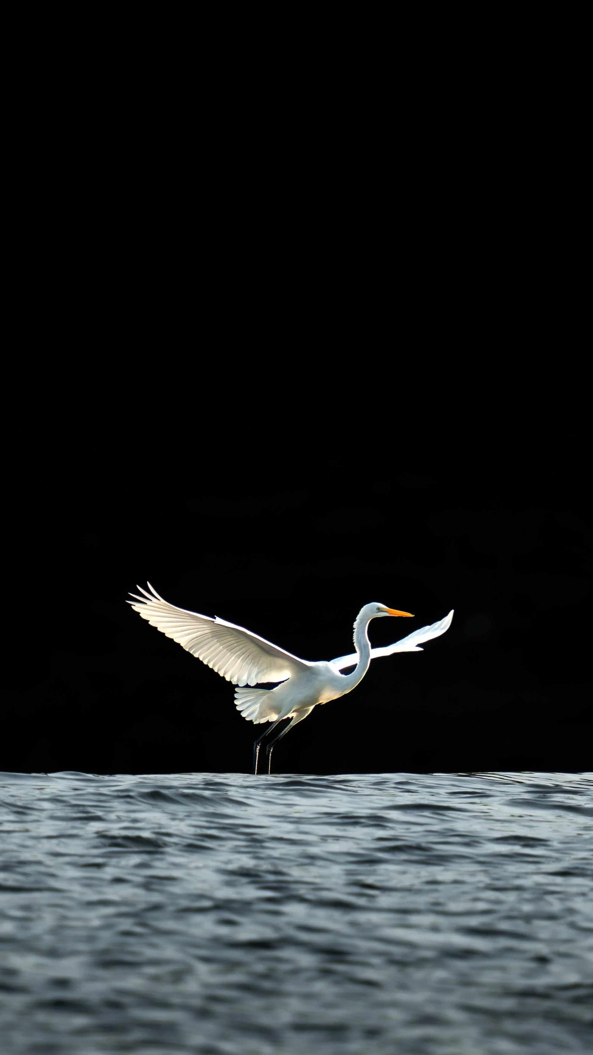 migratory-bird-1.jpg