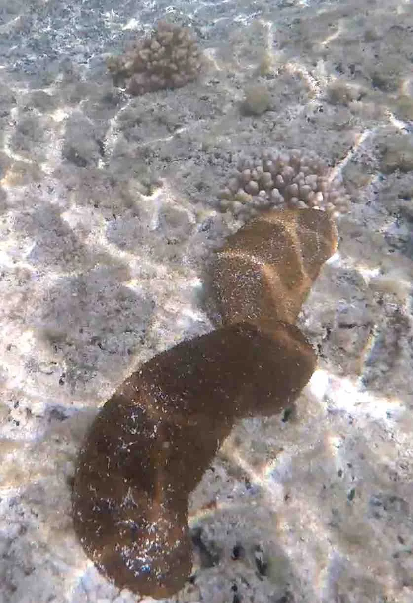 mobile sea urchins.jpg