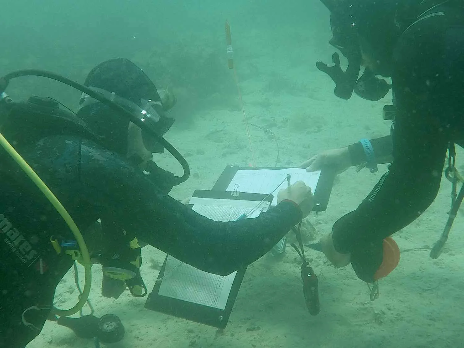 Dive Survey baseline