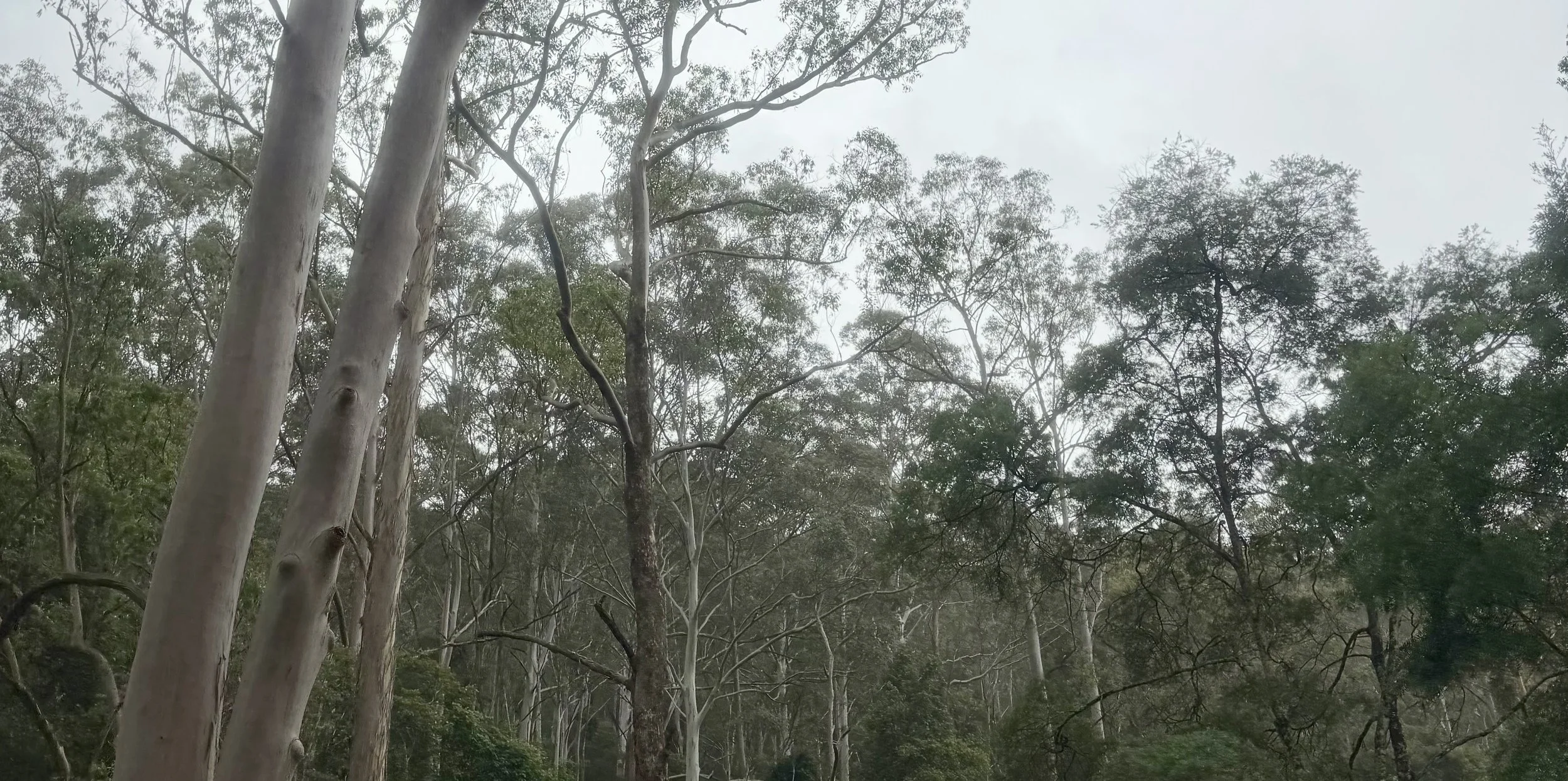 Designing in the Bushfire Zone