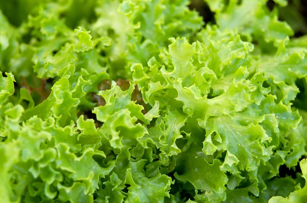 tango-oakleaf-lettuce-c6f6417e-b835c4813e1d4cbf9d11ddf09fbd2ea6.jpg