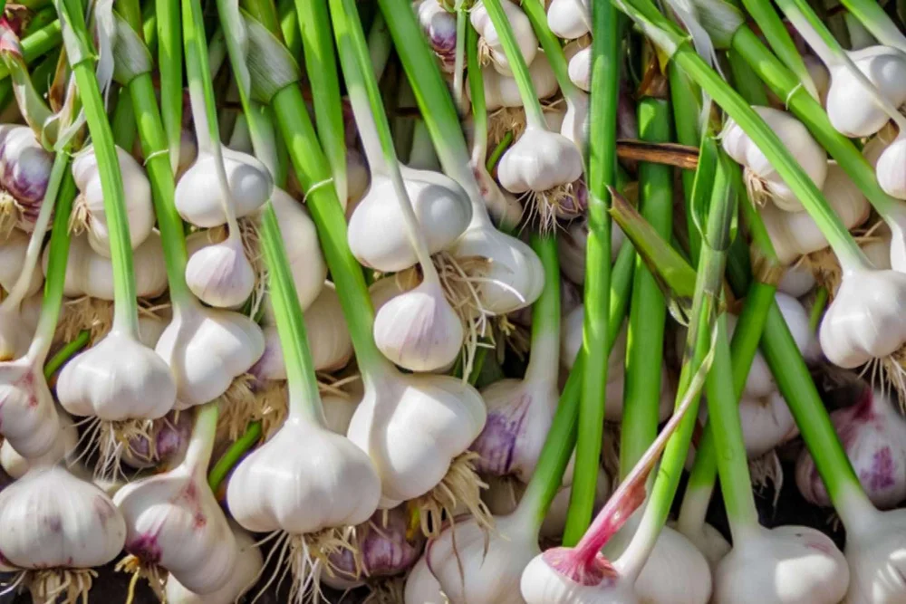 hardneck-and-softneck-garlic-2540056-02-187d9130324346319f9d2df16a7124c5.jpg