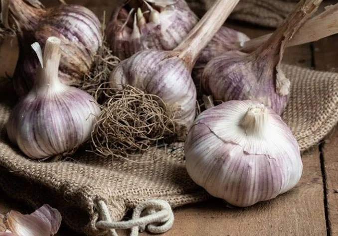 weyhill-garlic.jpg