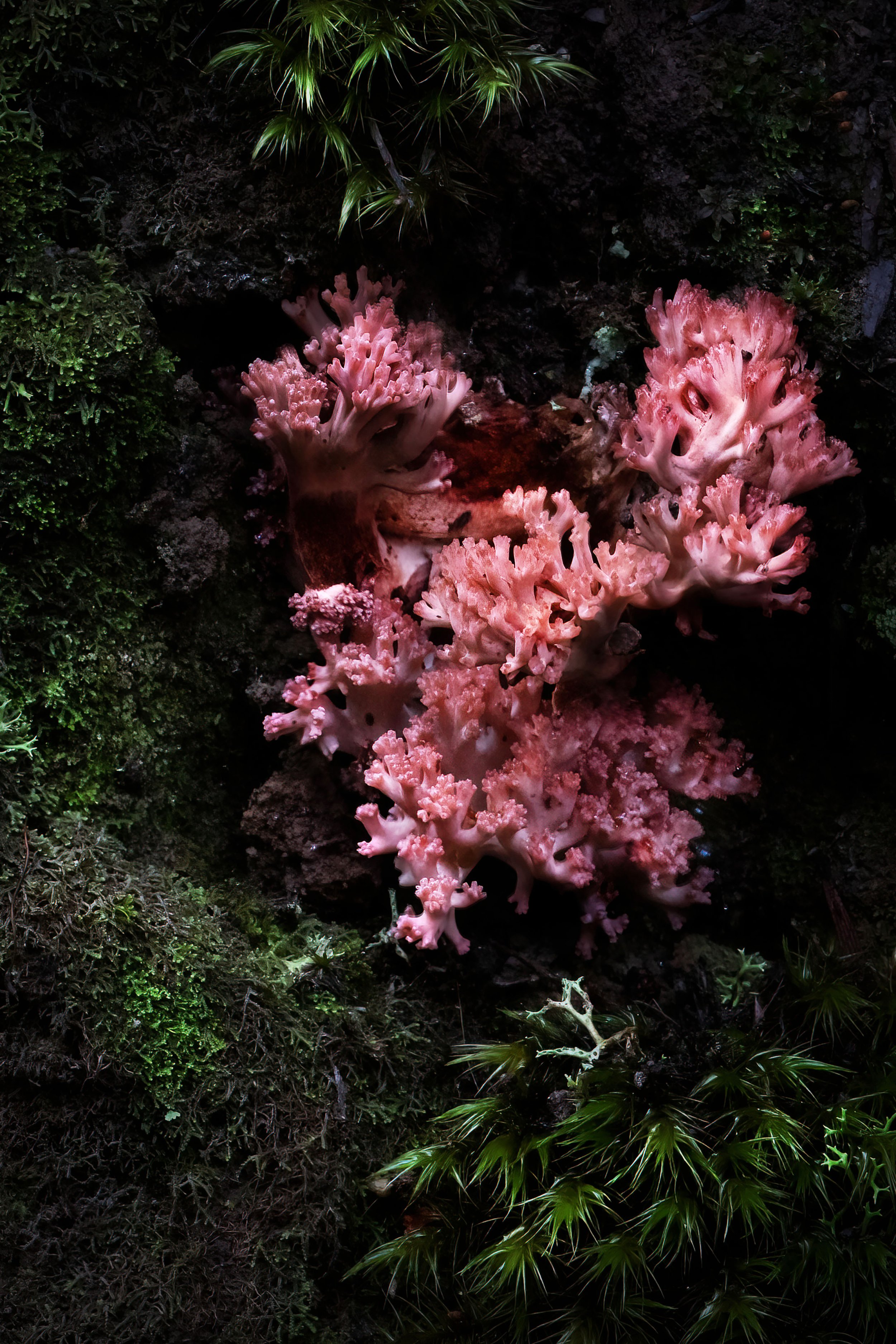 #022 - Under the Sea - ELYP5576.jpg