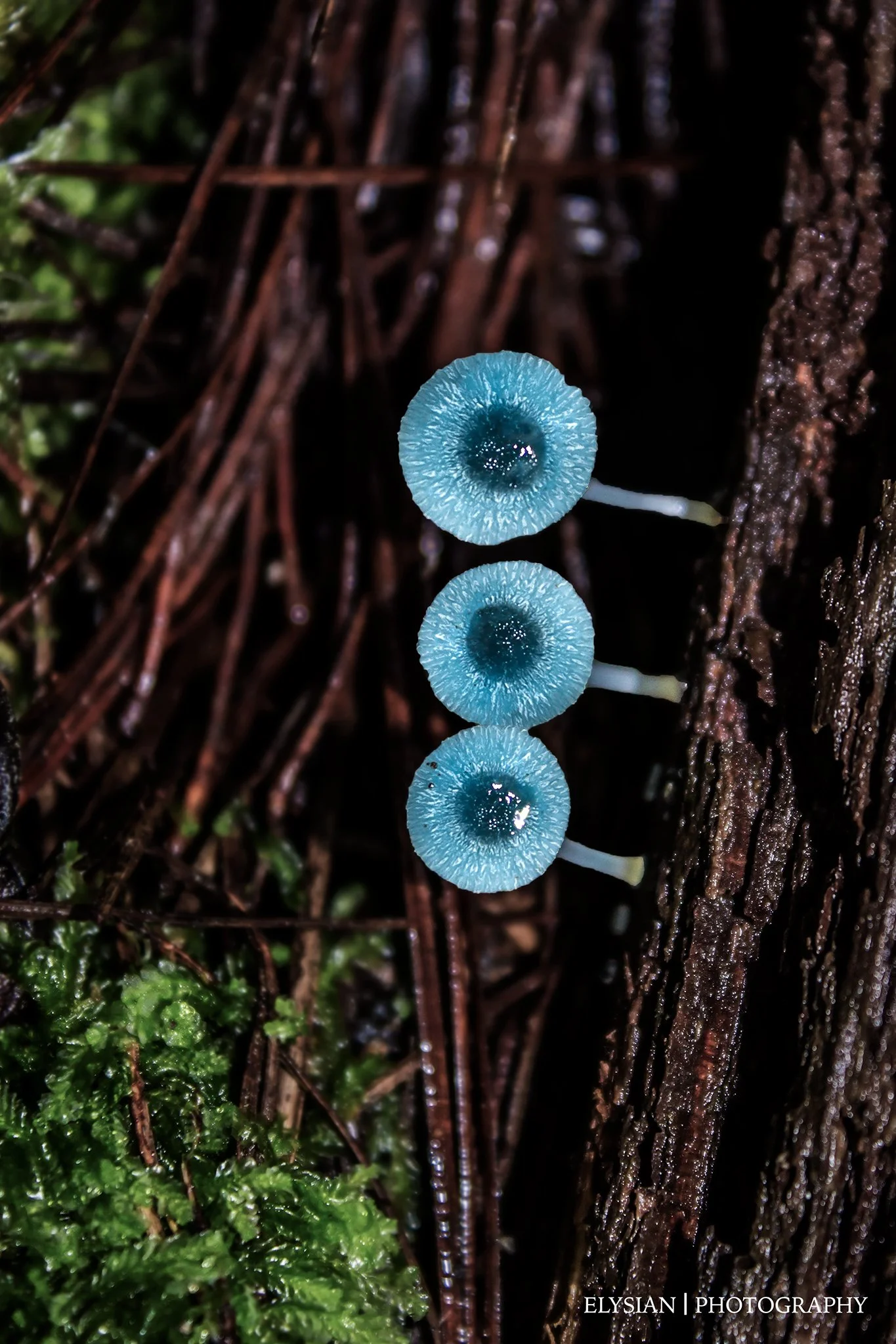#008 Alien Eyes - Mycena interrupta fb.jpg