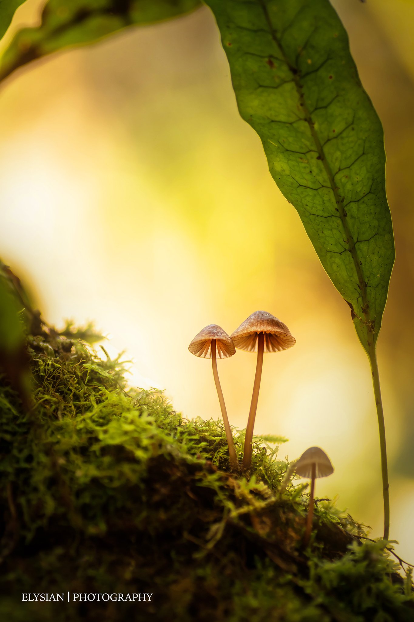 #006 Forest Light - Mycena sp fb.jpg