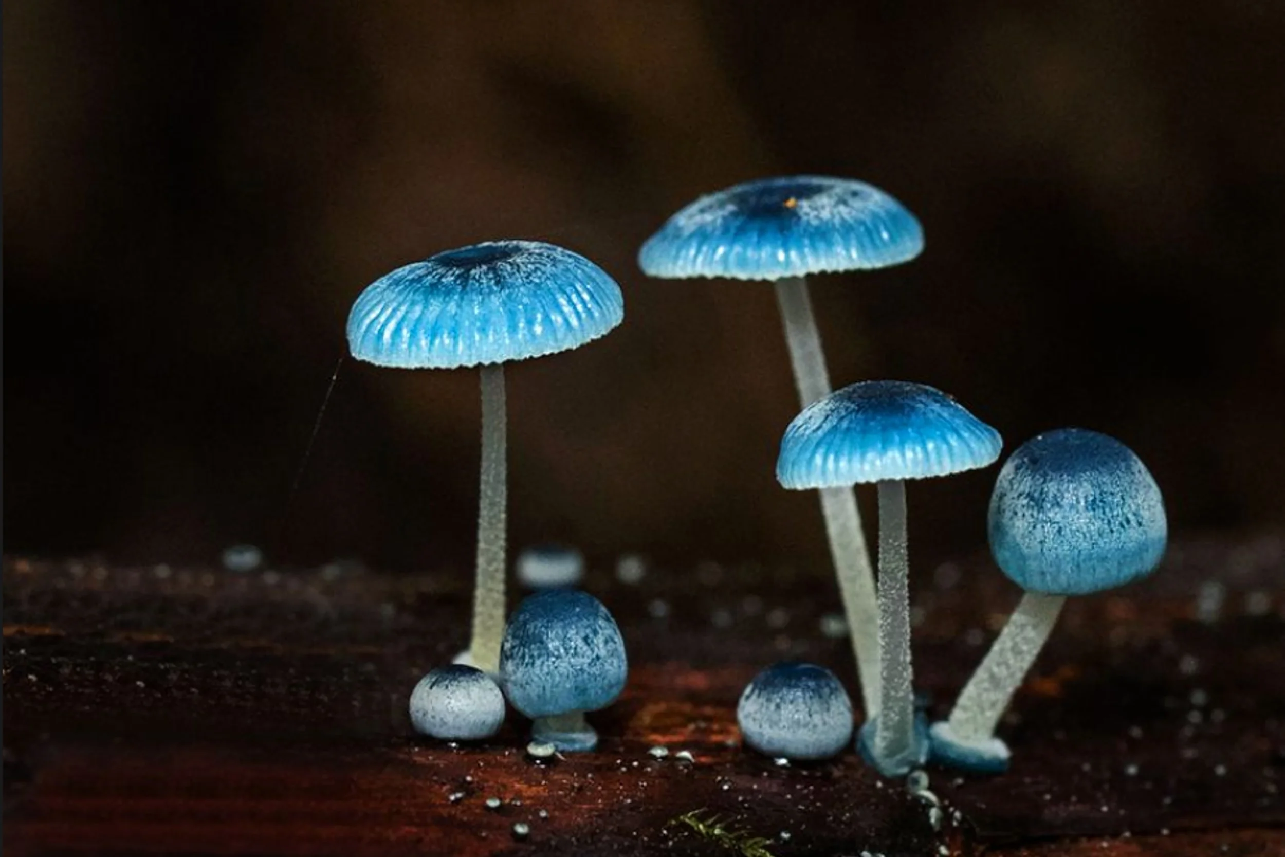 #019 - My Blue Family - Mycena Interrupta cr.jpg
