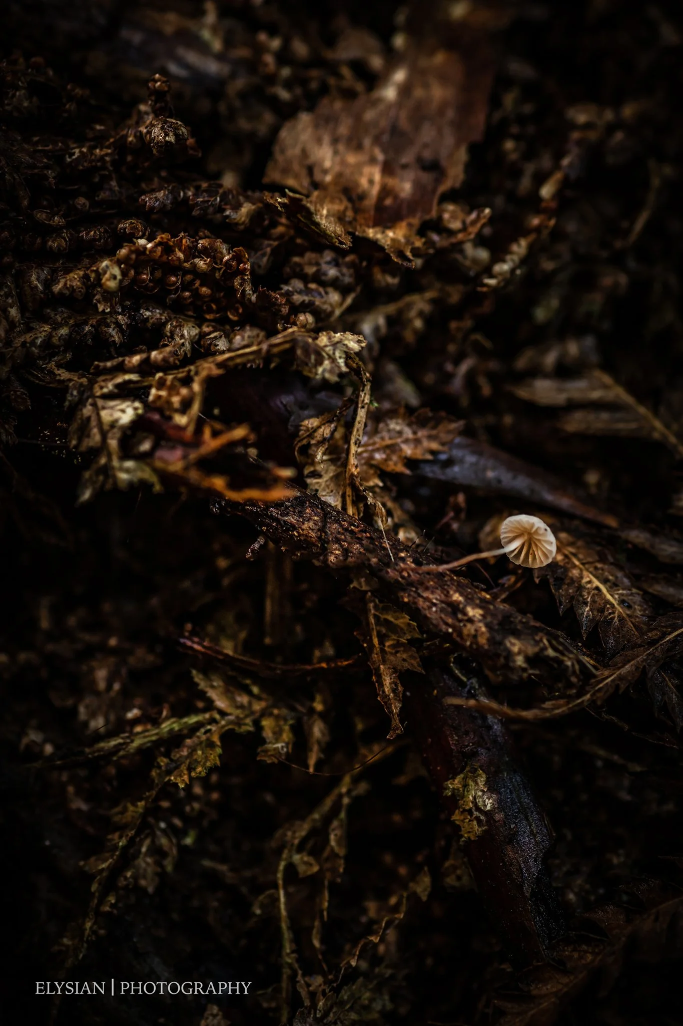 #009 Beauty in the Chaos - ELYP5159 fb.jpg