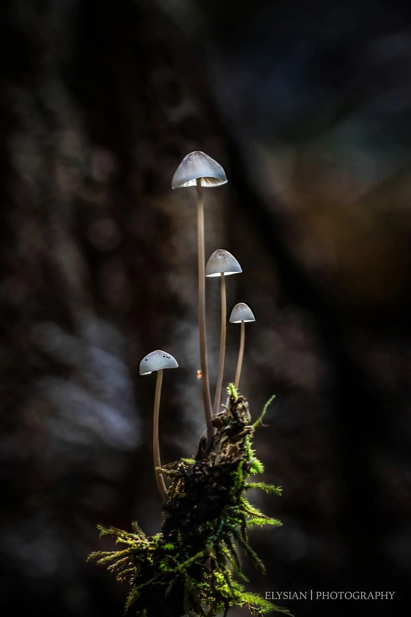 #004 Ethereal Beauty ~ Mycena austrofilopipes fb.jpg