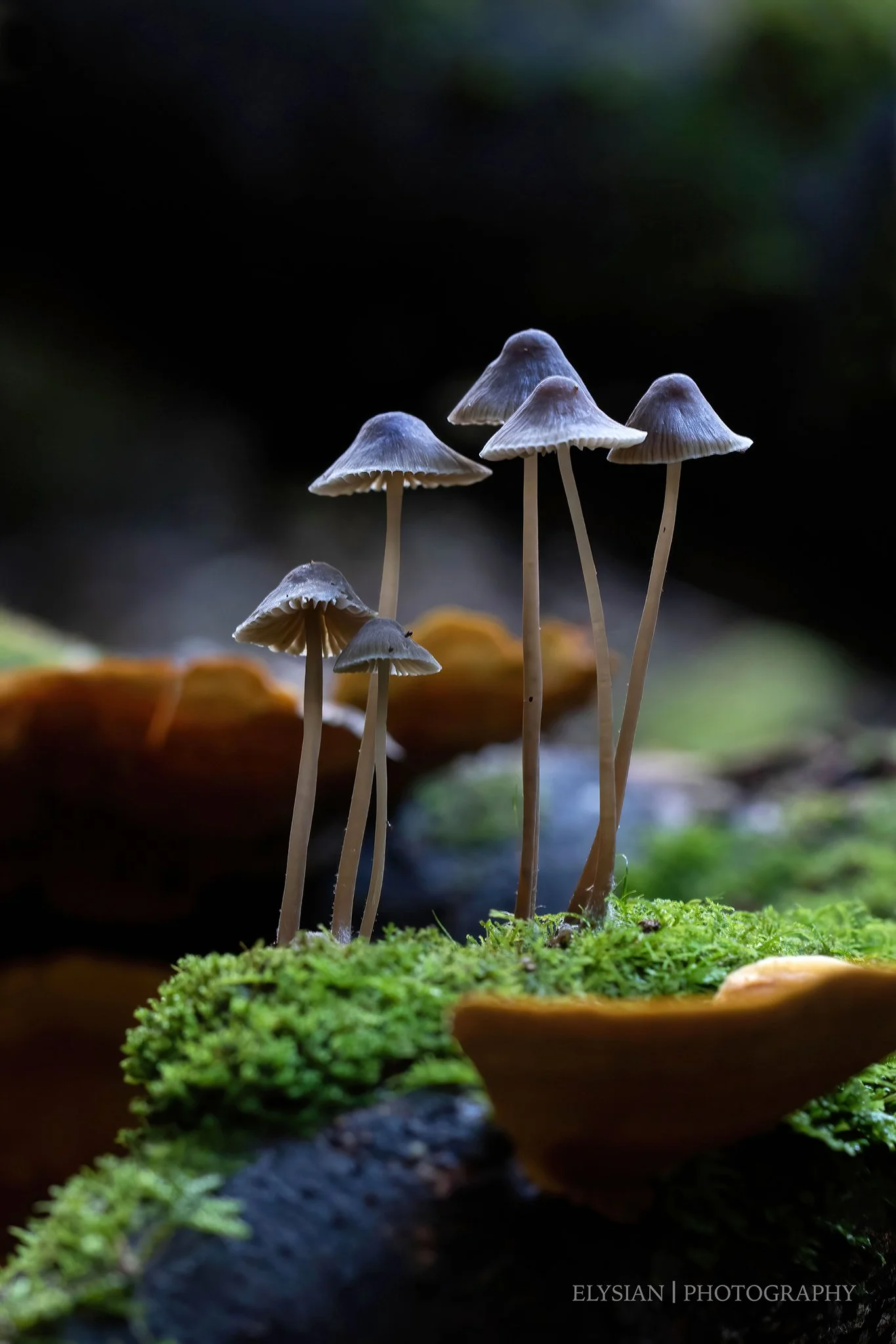 #003 Family - Mycena sp fb.jpg