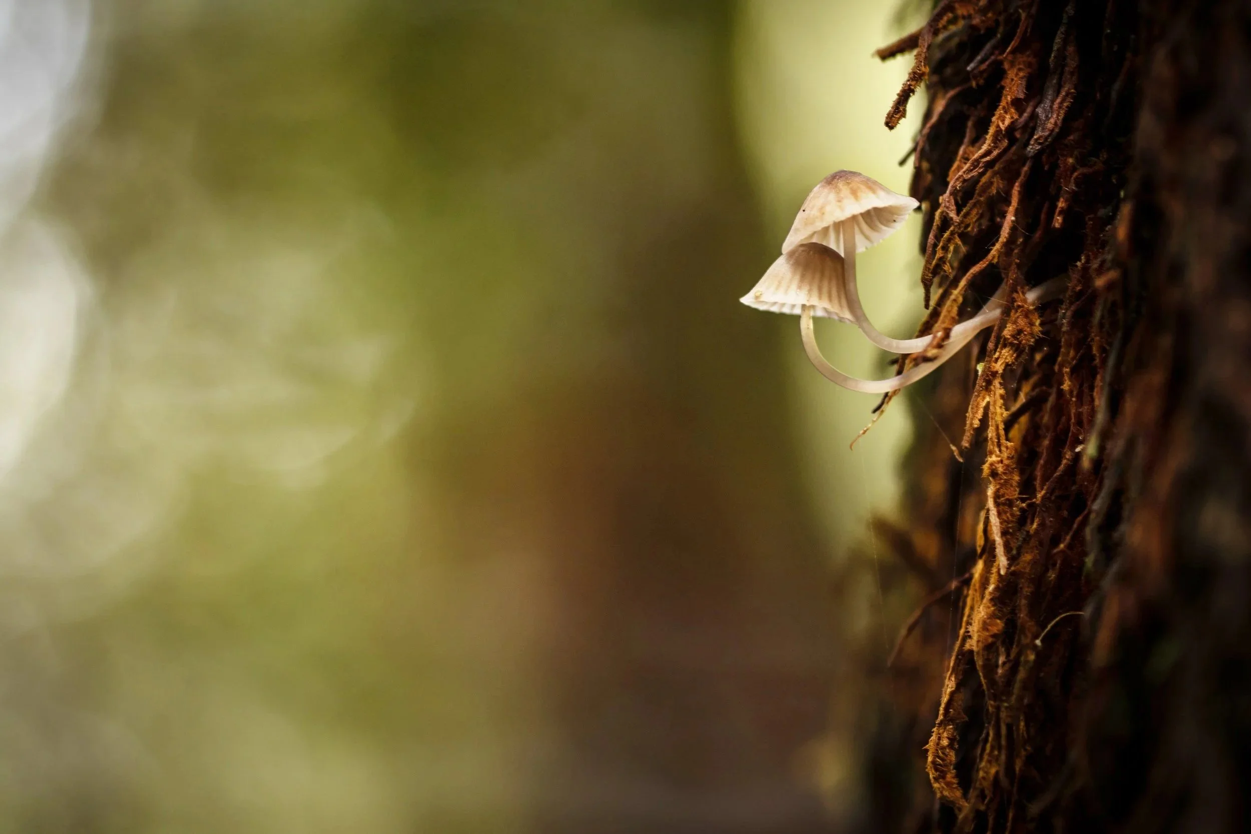 %2522Morning+Mists%2522+Mycena+sp.+ELYP5129.jpg
