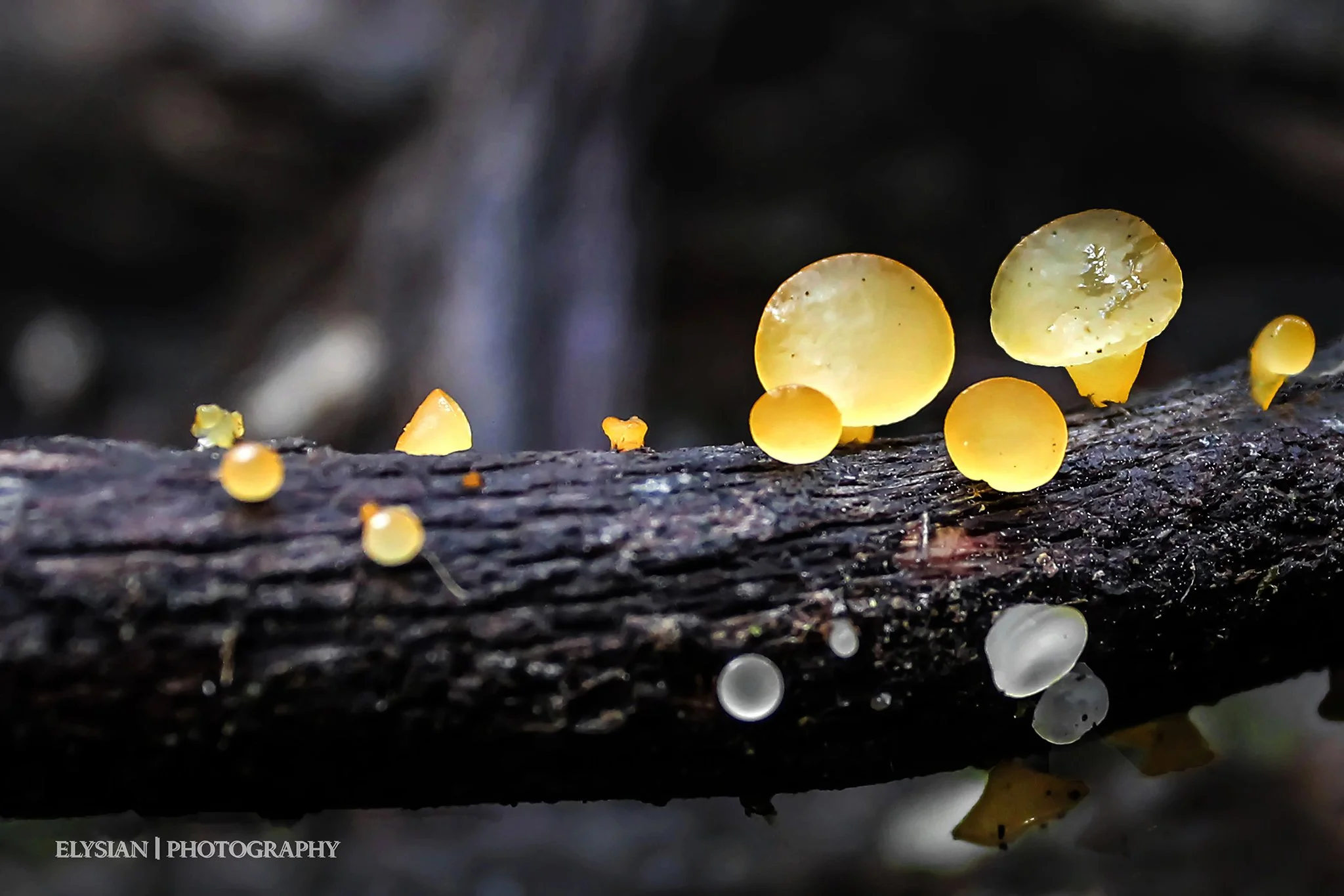 #021 Golden Jelly Bells - Heterotextus miltinus fb.jpg