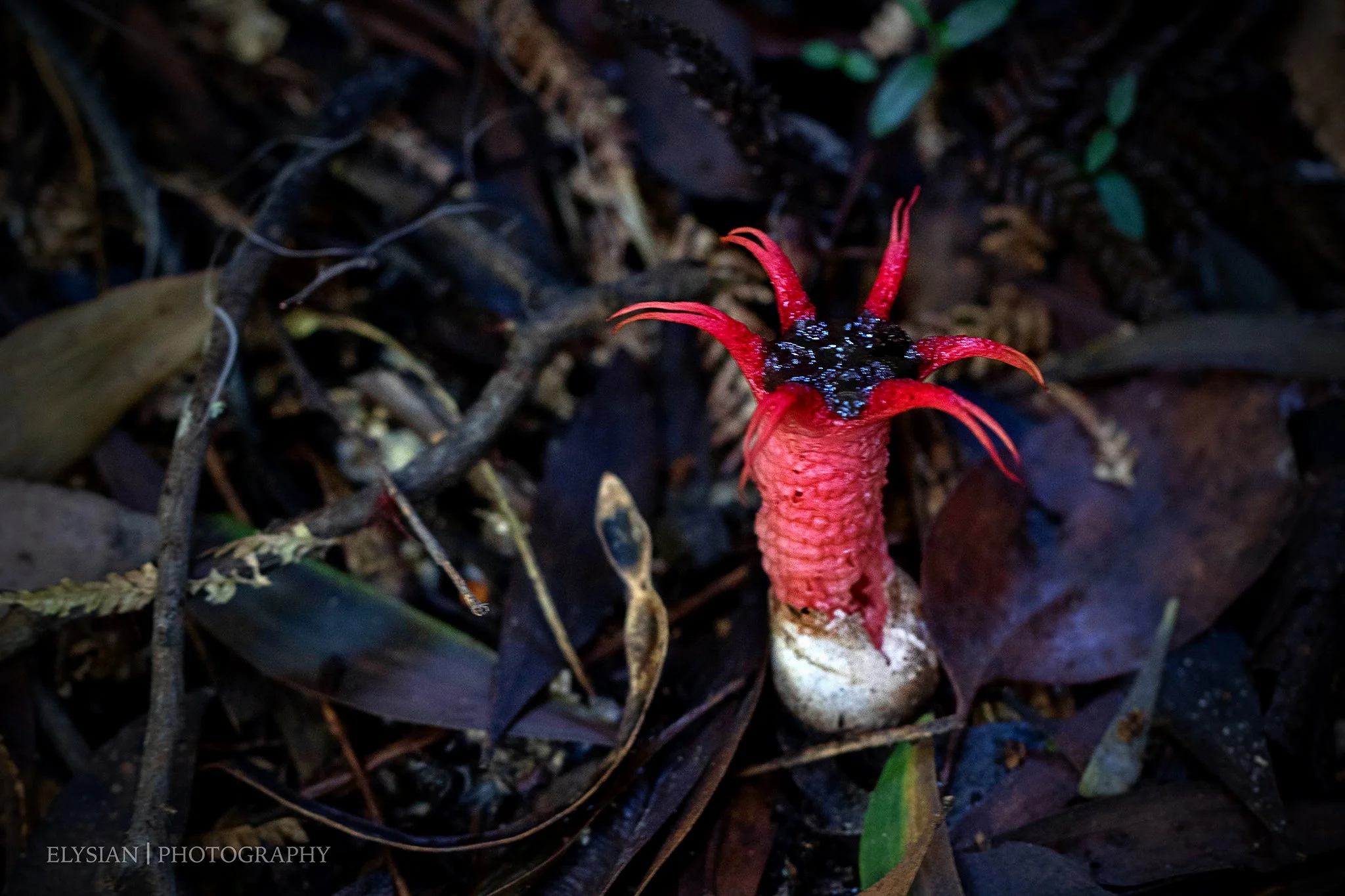 #002 Crimson Curiosity Aseroe rubra - anemone stinkhorn fb.jpg