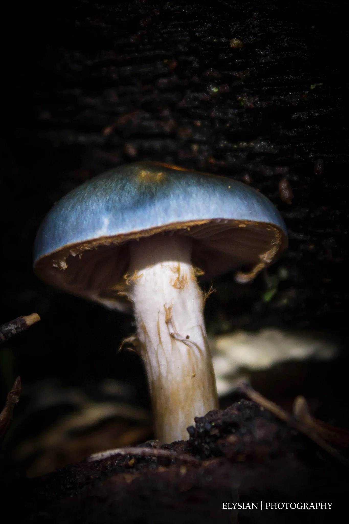 #013 Steel Blue - Cortinarius metallicus – Steel-blue Rozites1 fb.jpg