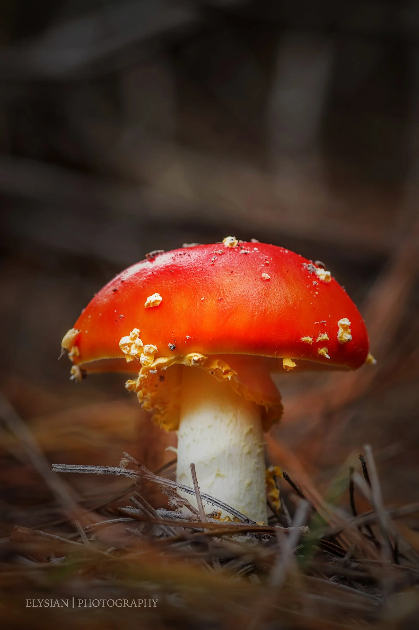 #001 Fairy Tale - Amanita muscaria - fly agaric fb.jpg