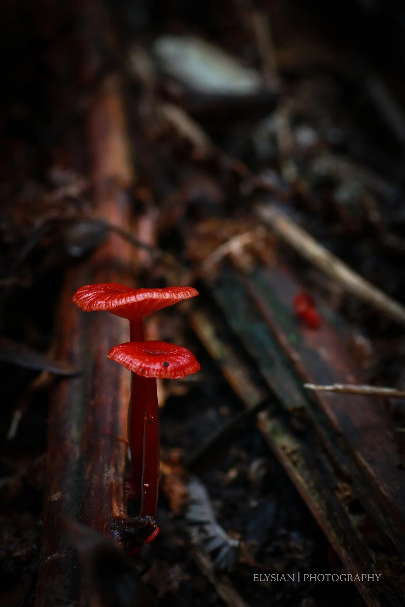 #016 Ruby Bonnet (Cruentomycena viscidocruenta).fb.jpg
