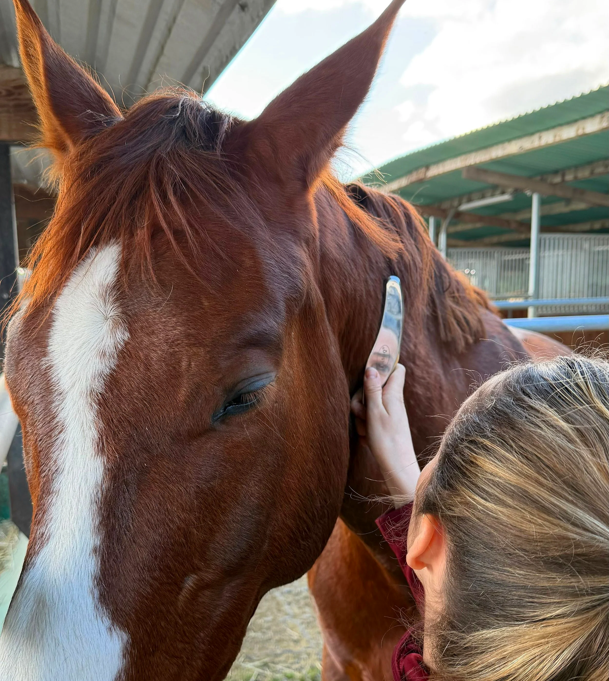 Faszientherapie Gesundheit Pferd Tierarzt