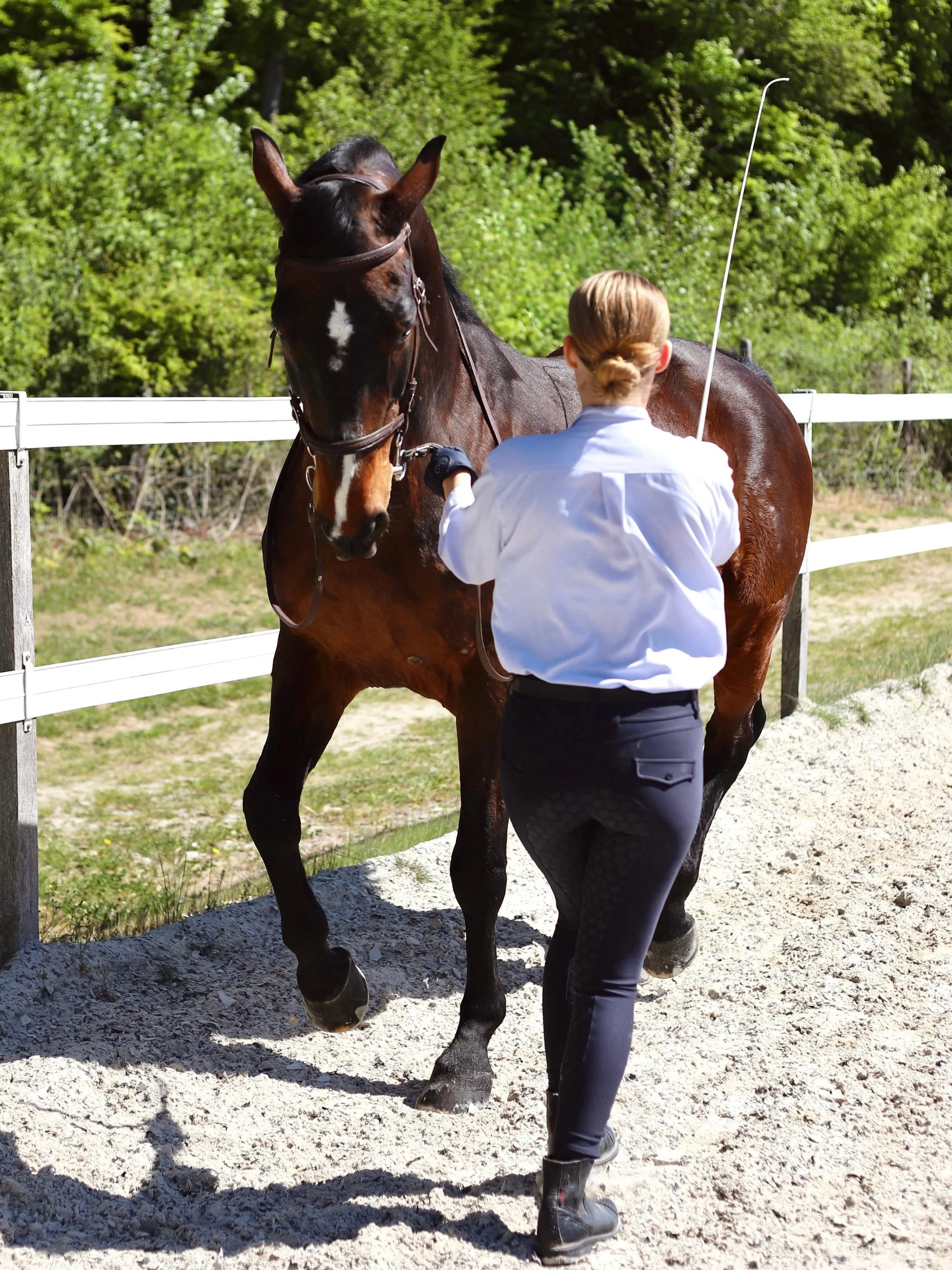 Sarasin, 20 Jahre alt, in der versammelten Handarbeit auf Trense. 

Die Handarbeit eignet sich hervorragend zur Erweiterung des Trainings / der Trainingstherapie. Es l&auml;sst sich fast jede Lektion vom Boden aus erarbeiten, ohne die Schwierigkeiten