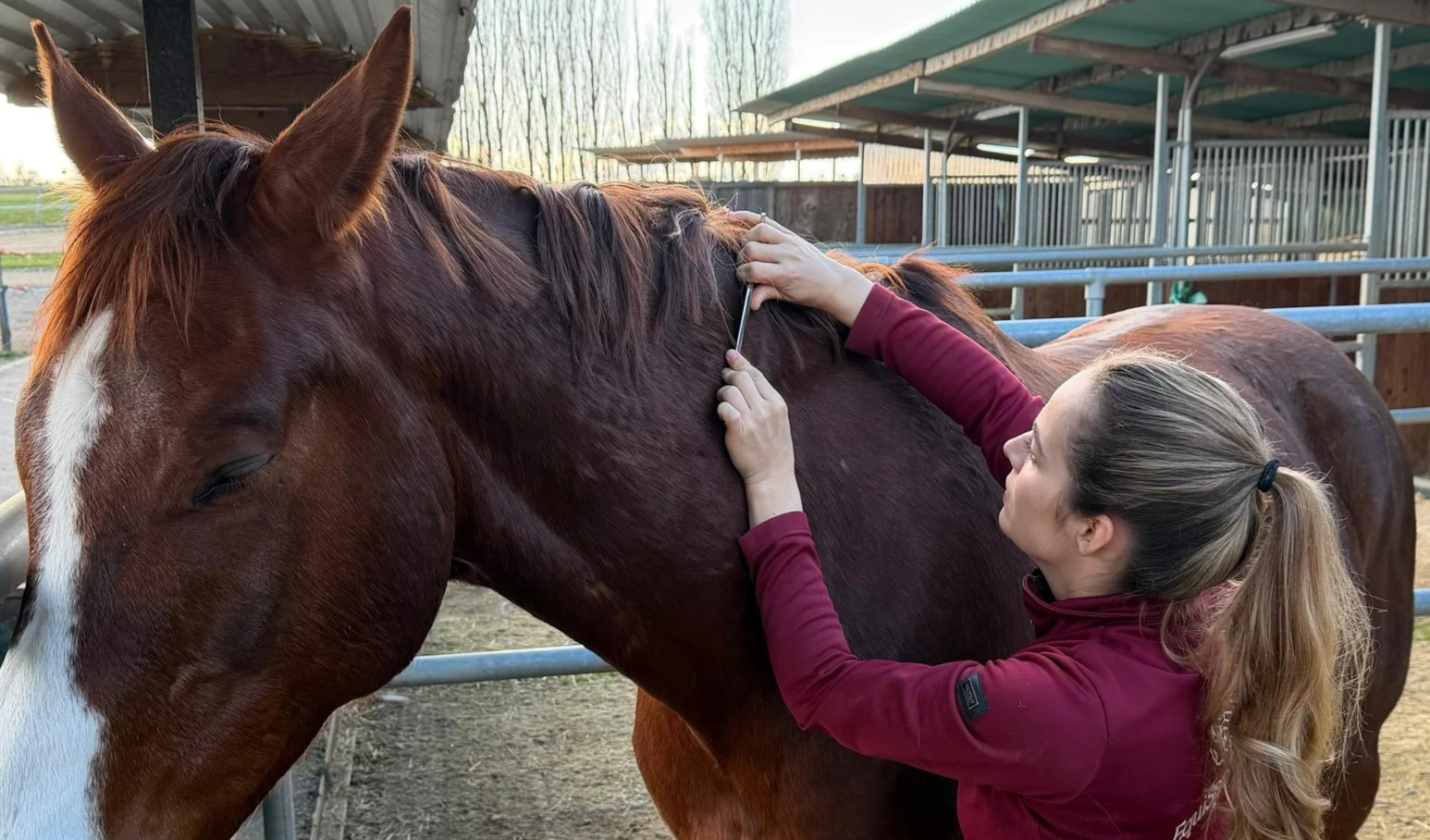 Faszientherapie Gesundheit Pferd Tierarzt