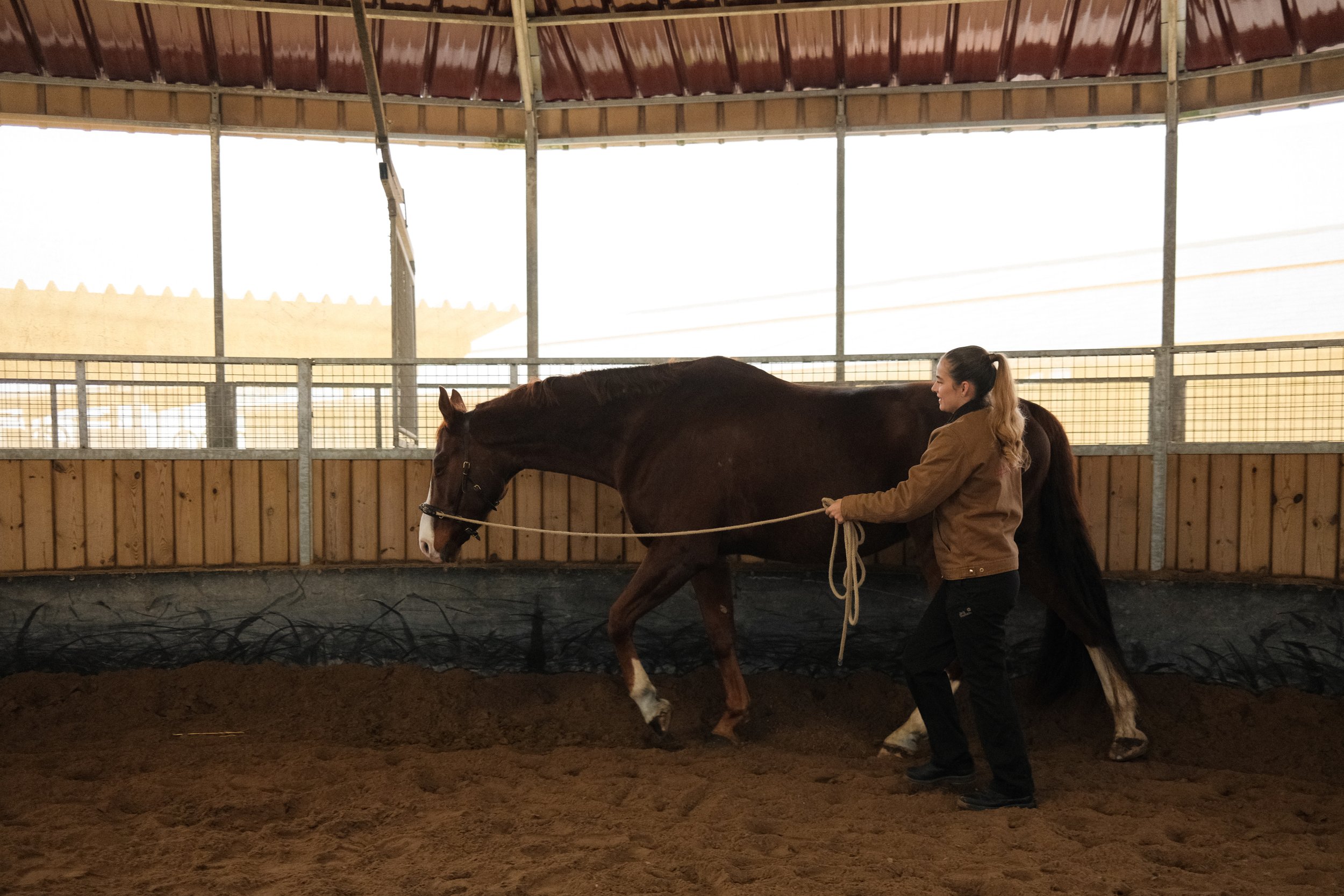 Trainingstherapie Dressur Basel Pferd