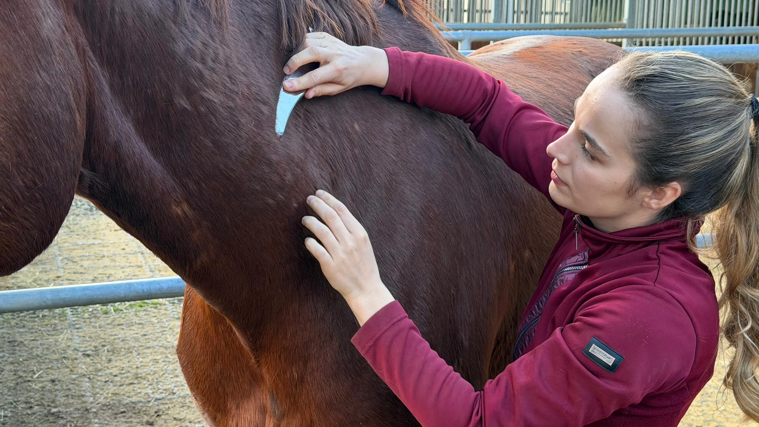 Faszientherapie Gesundheit Pferd Tierarzt