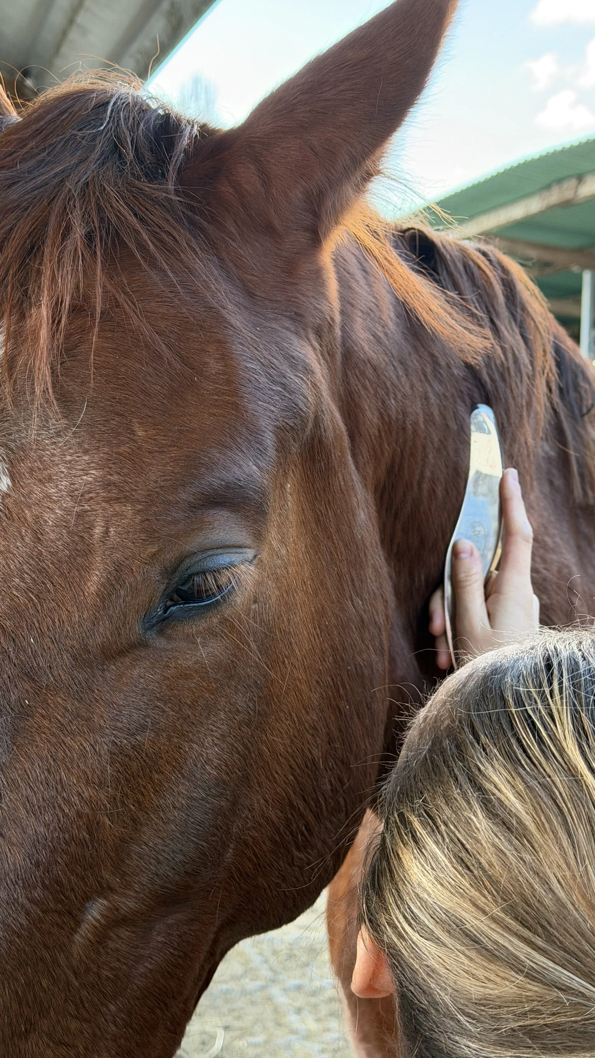 Faszienbehandlung Pferd Basel