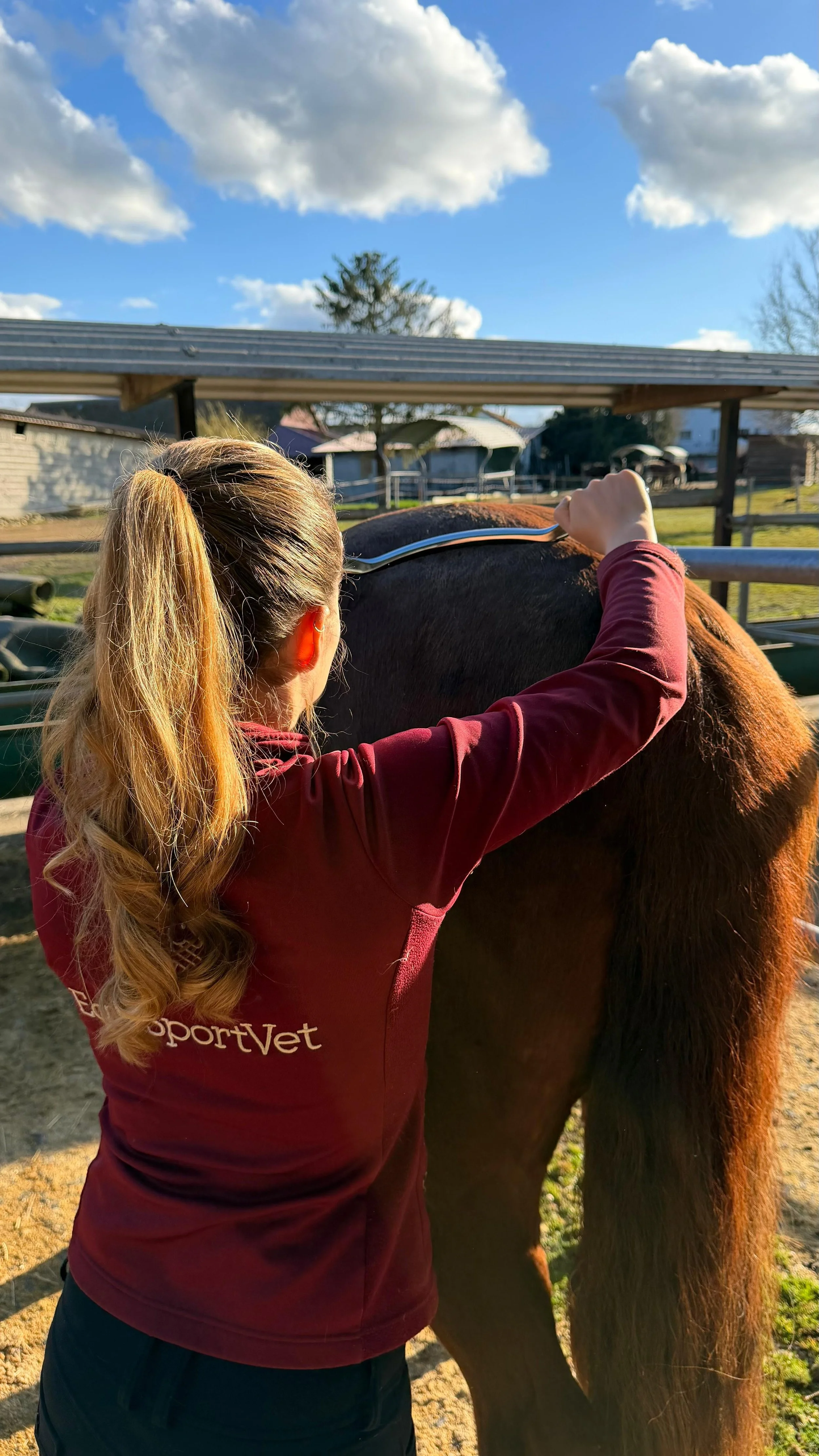 Faszientherapie Gesundheit Pferd Tierarzt