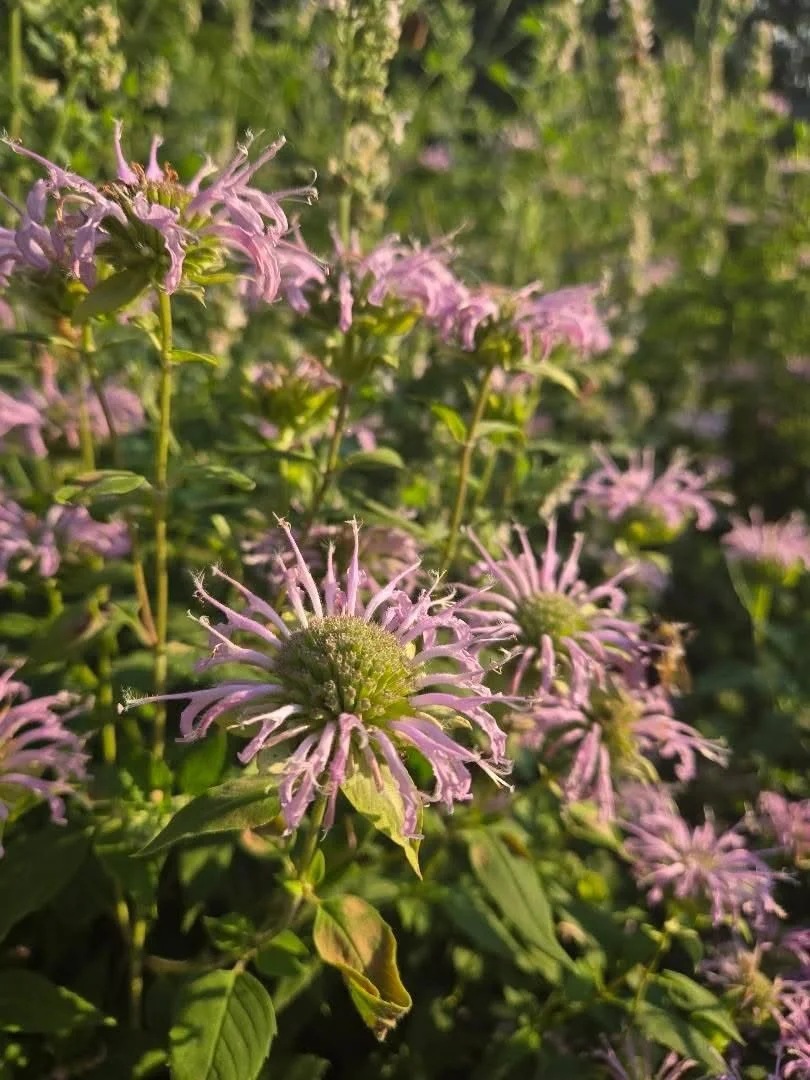 Bee Balm, also known as Wild Bergamot or Monarda, delights me with their whimsical purple flowers that I find hide their potent nature as antibacterial, cleansing allies. 

Bee Balm is spicy, warming, stimulating and diffusive, and I find their purif