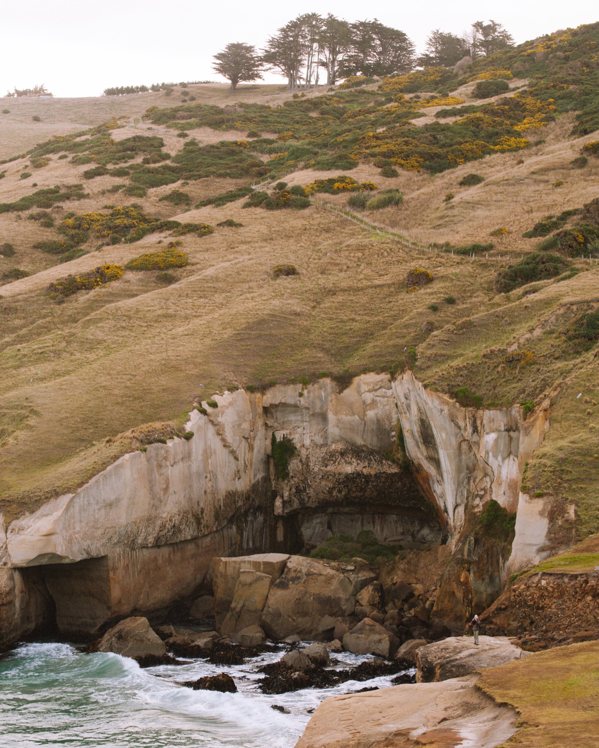 New Zealand Dunedin 1.jpeg