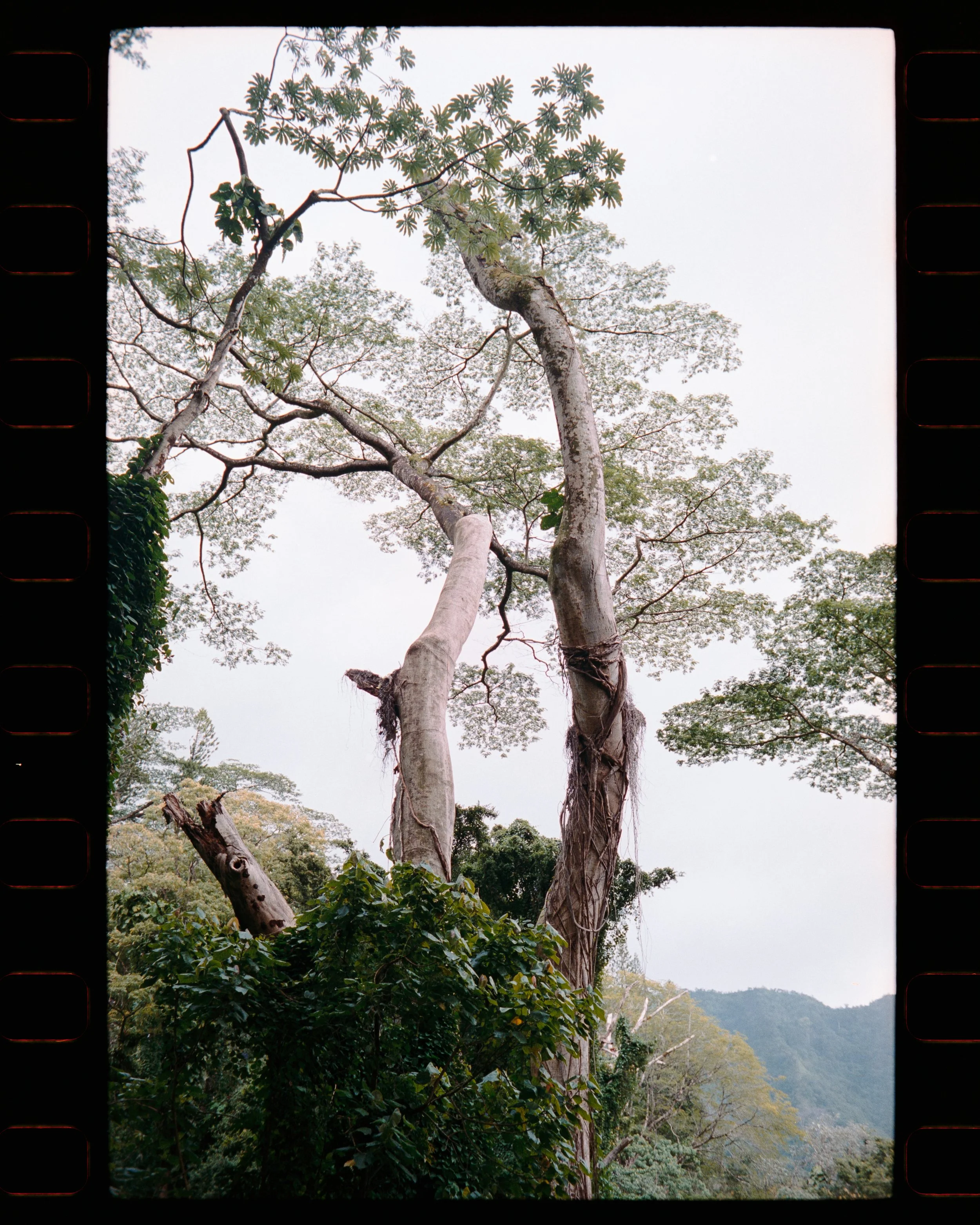 Manoa 4x5 (1 of 2).jpg