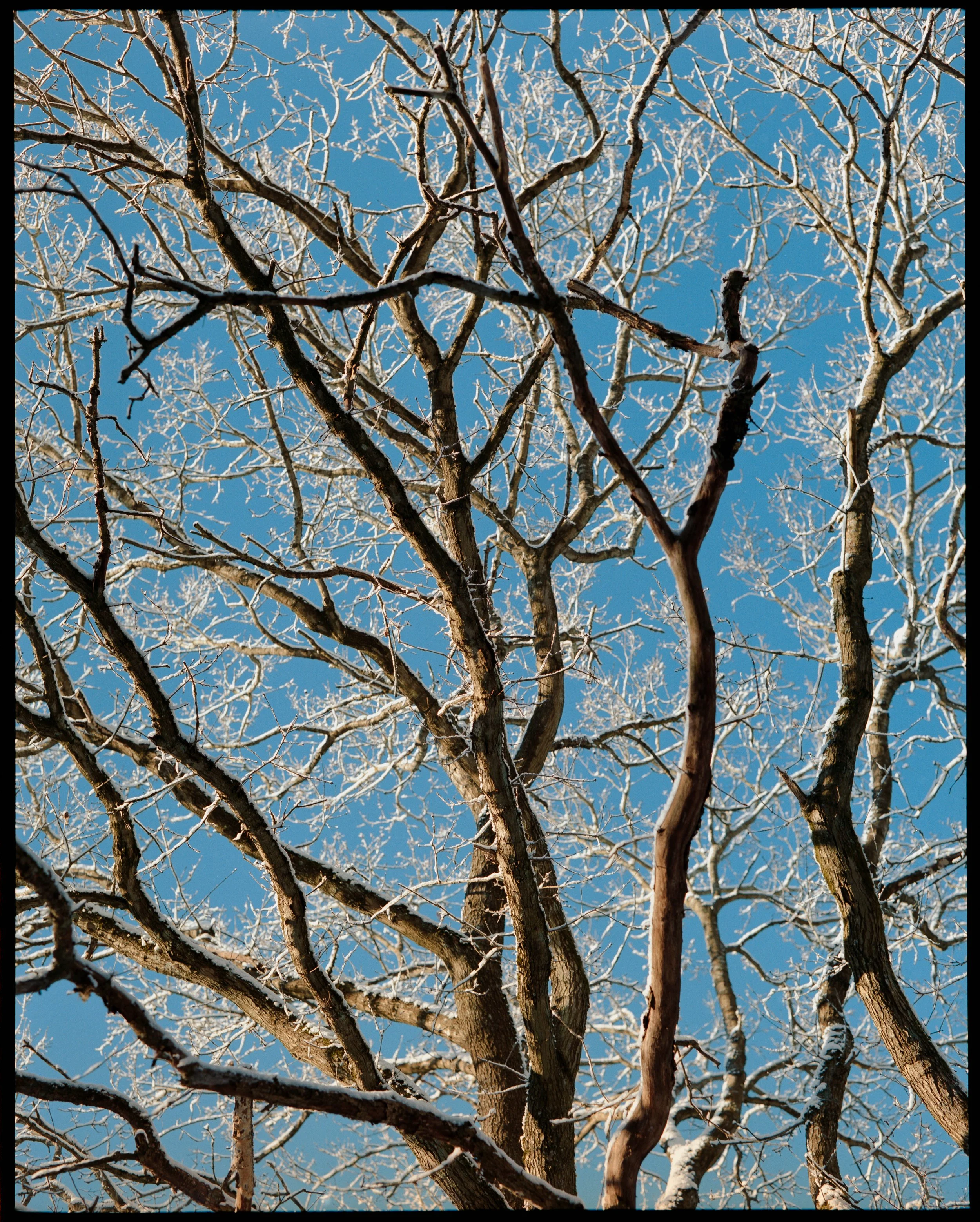 Winter negs (1 of 6).jpg