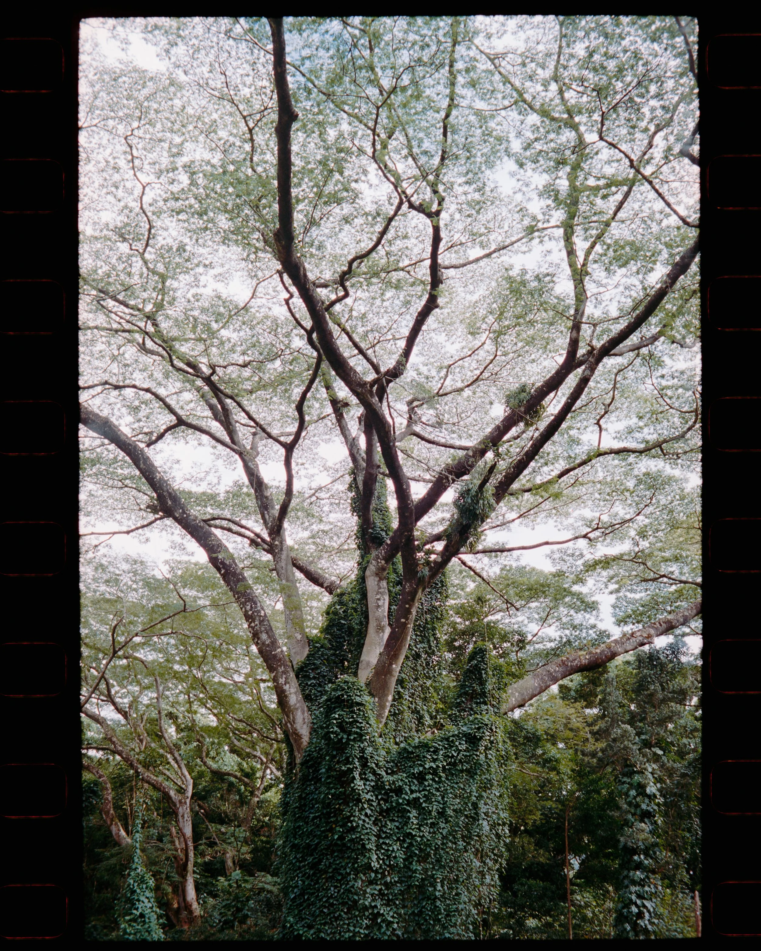 Manoa 4x5 (2 of 2).jpg