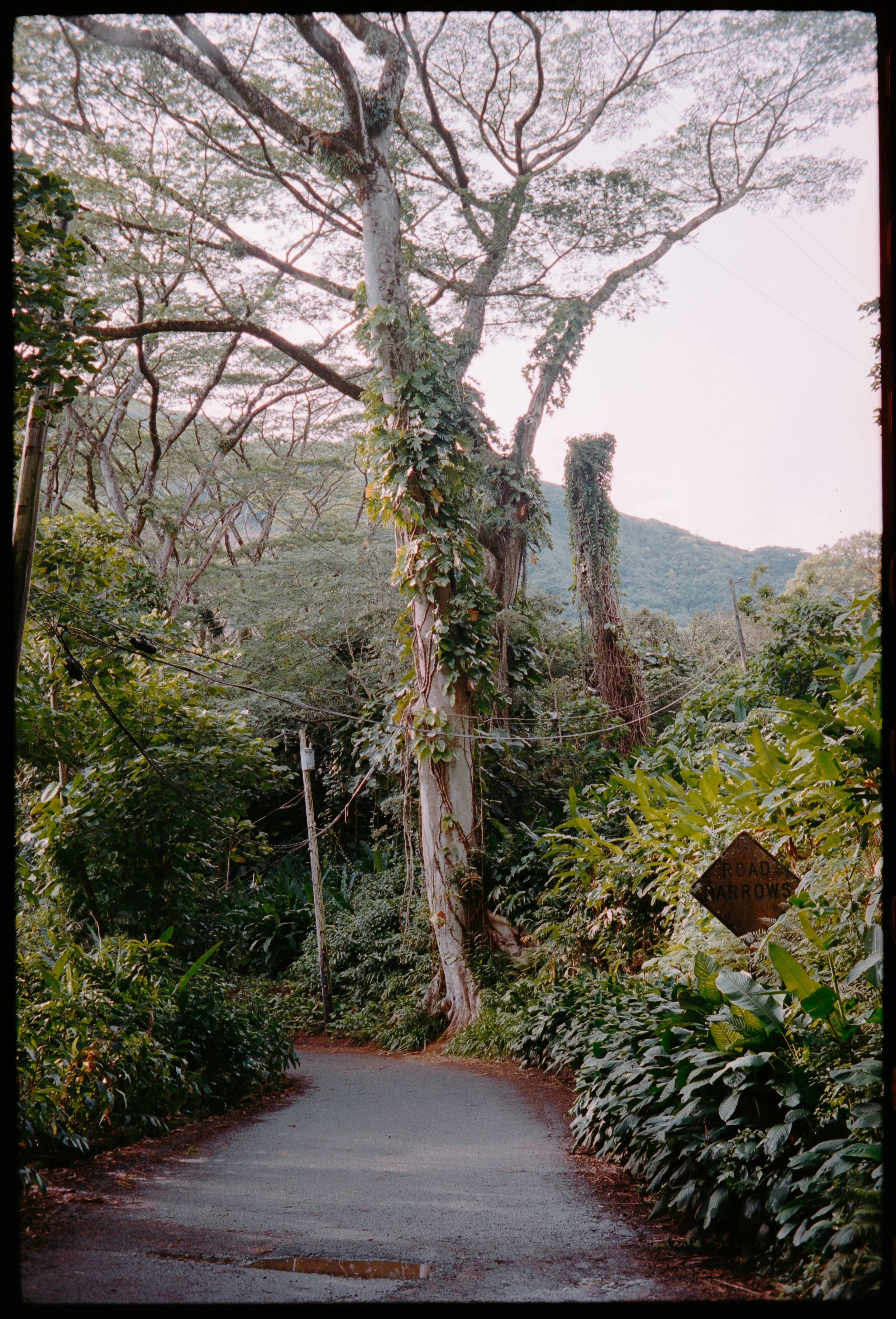 Hawaii 35mm (4 of 4).jpg