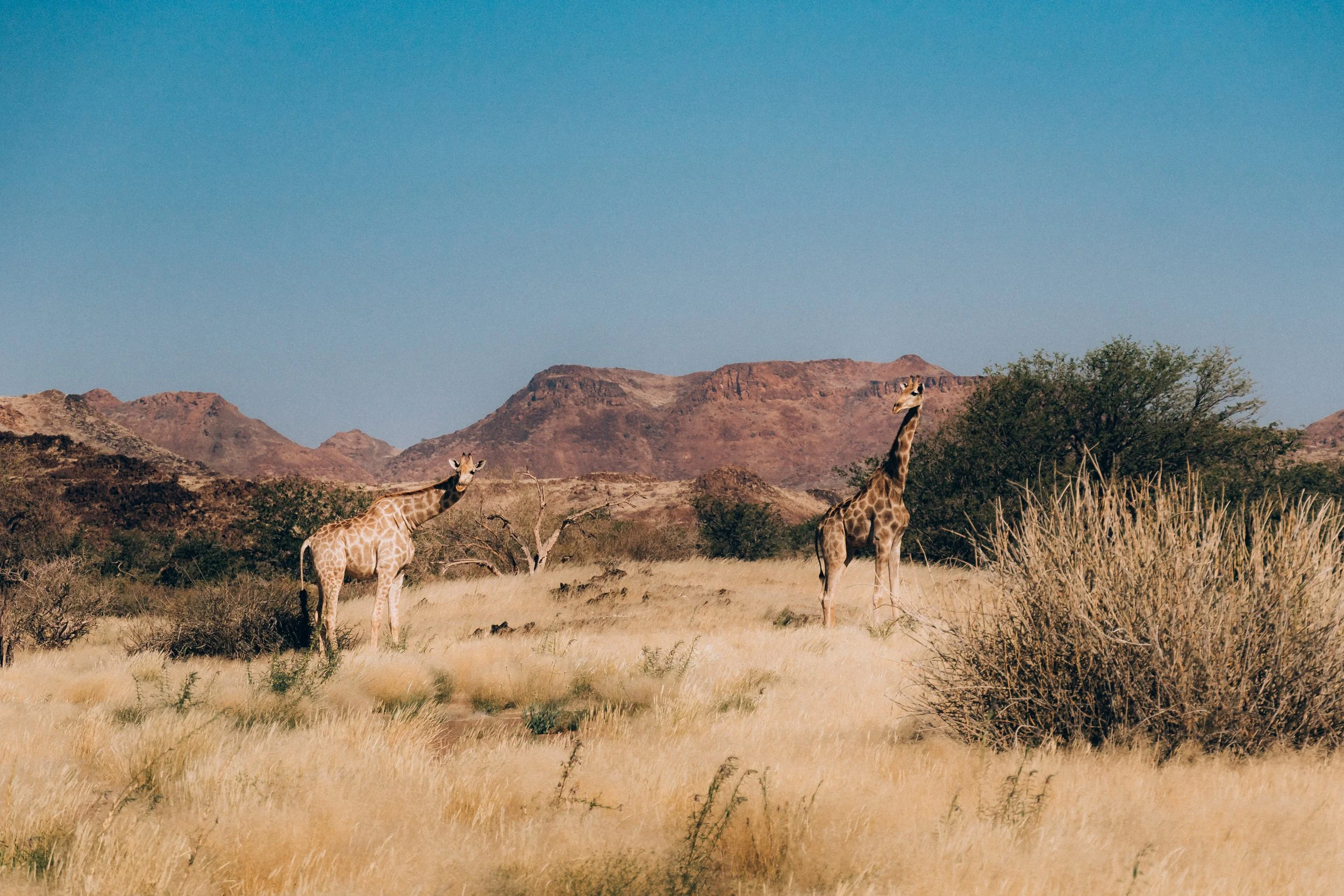 Two giraffes standing in a grassy savanna with mountains in the background under a clear blue sky.