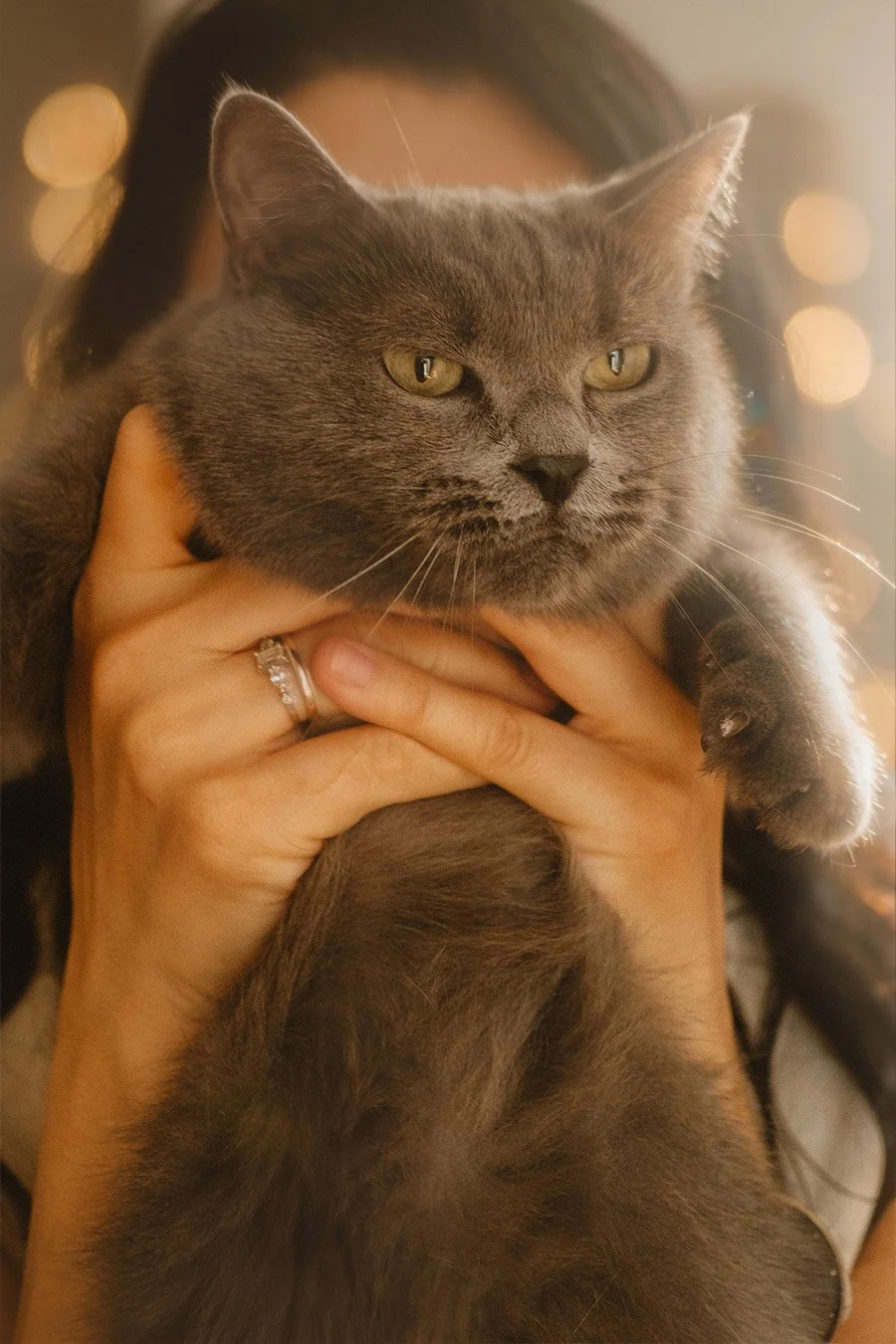 Close-up portrait of a grey cat with yellow eyes being held by a woman in a Berlin Kreuzberg apartment with warm bokeh lights in the background.