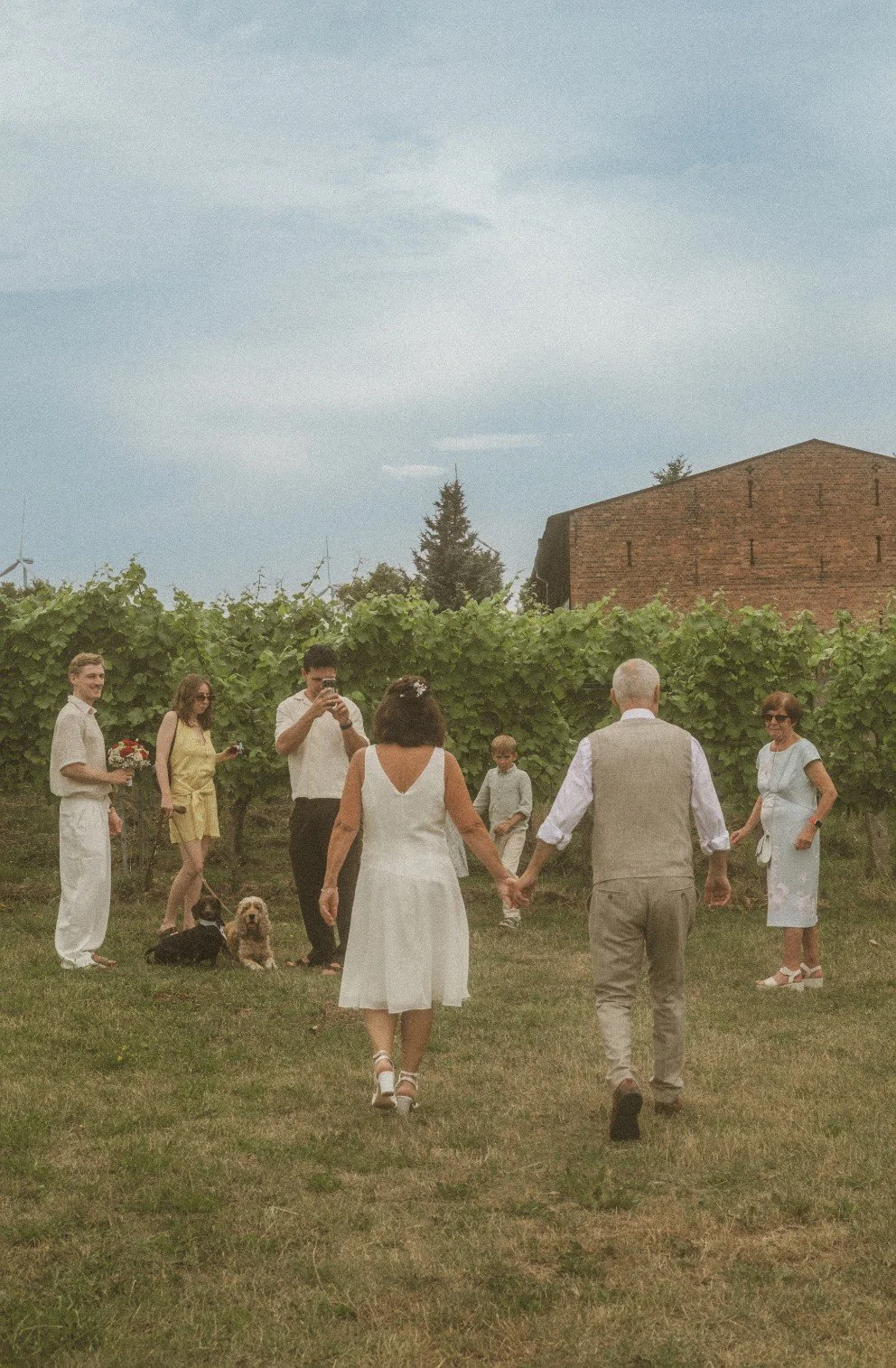 A wide shot of the bride and groom walking hand in hand away from the camera in a vineyard, with guests and dogs watching in the background.