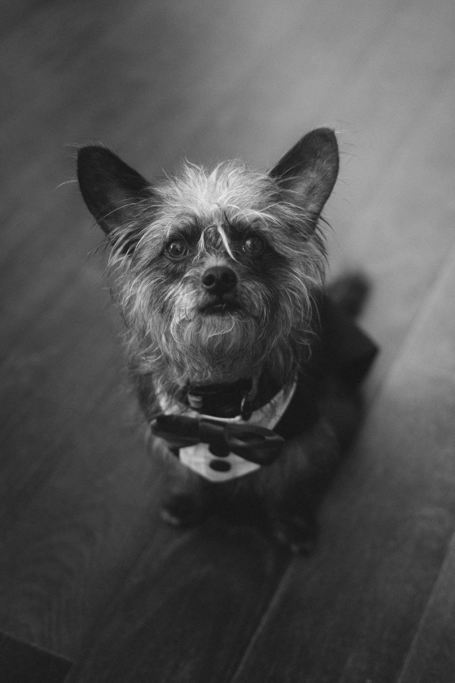 Black and white portrait of small dog wearing a bow tie as a wedding detail