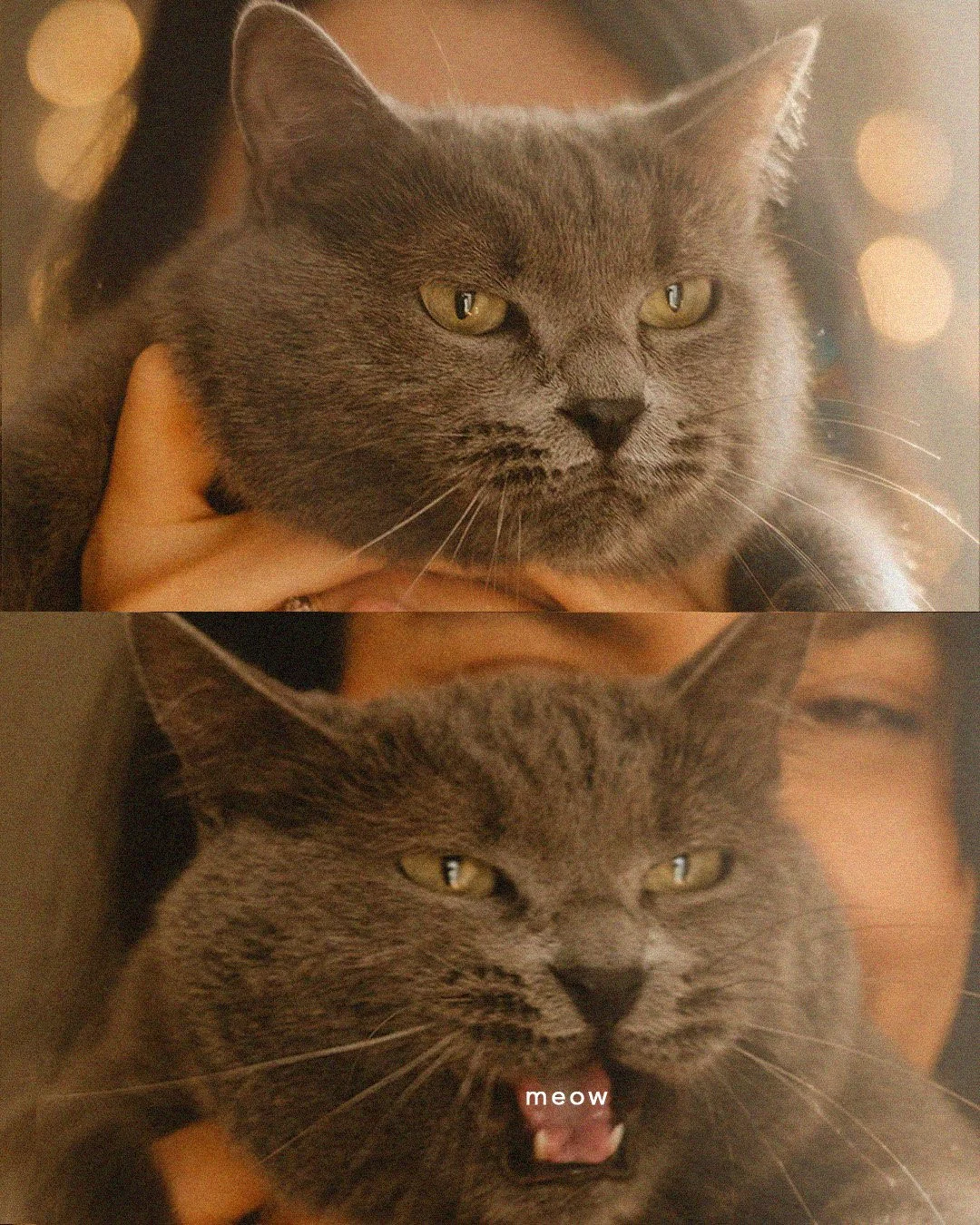 A funny two-panel diptych of a grey cat meowing while being held in a Berlin Kreuzberg apartment.